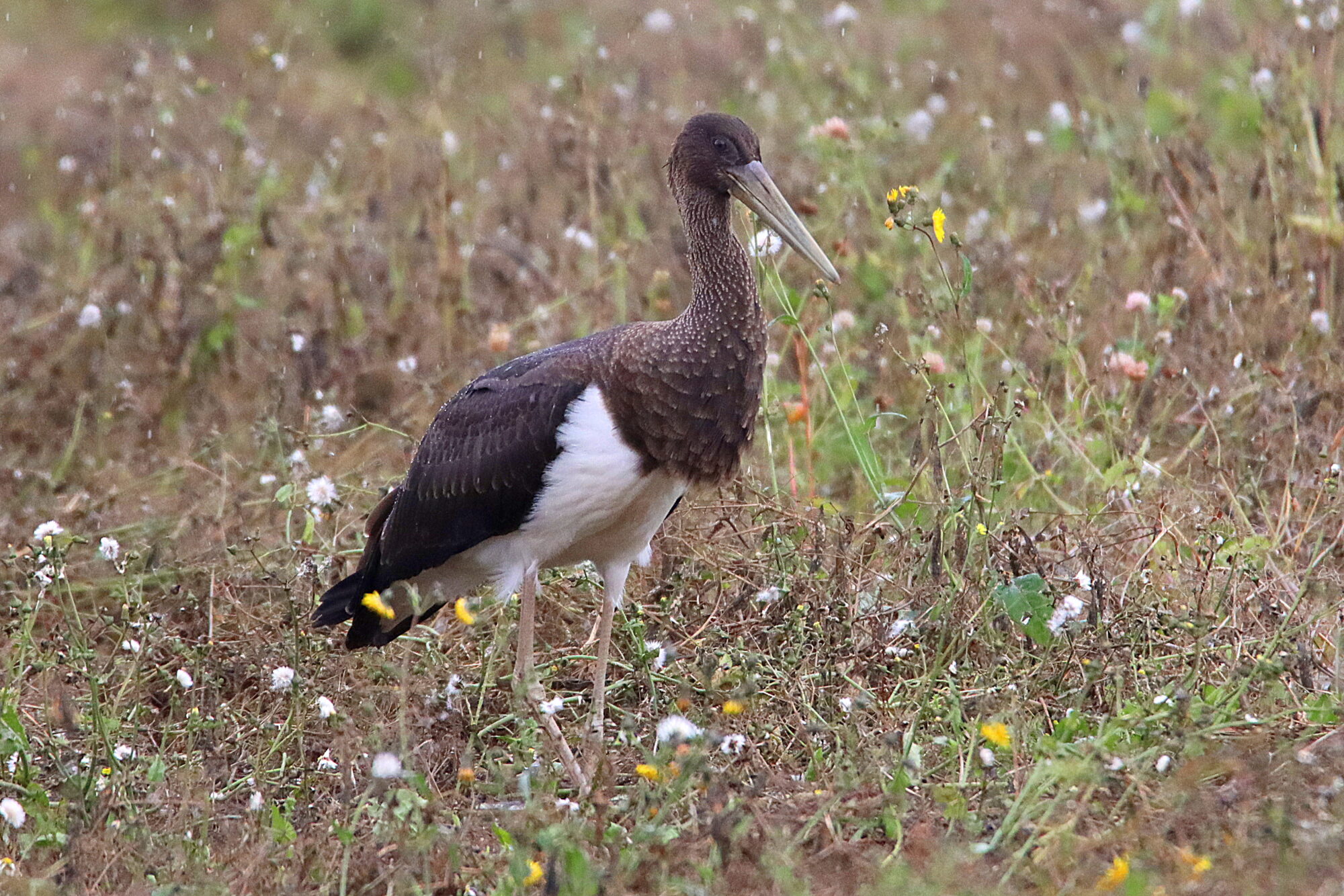 Valokuvaaja: Irja Lehtinen