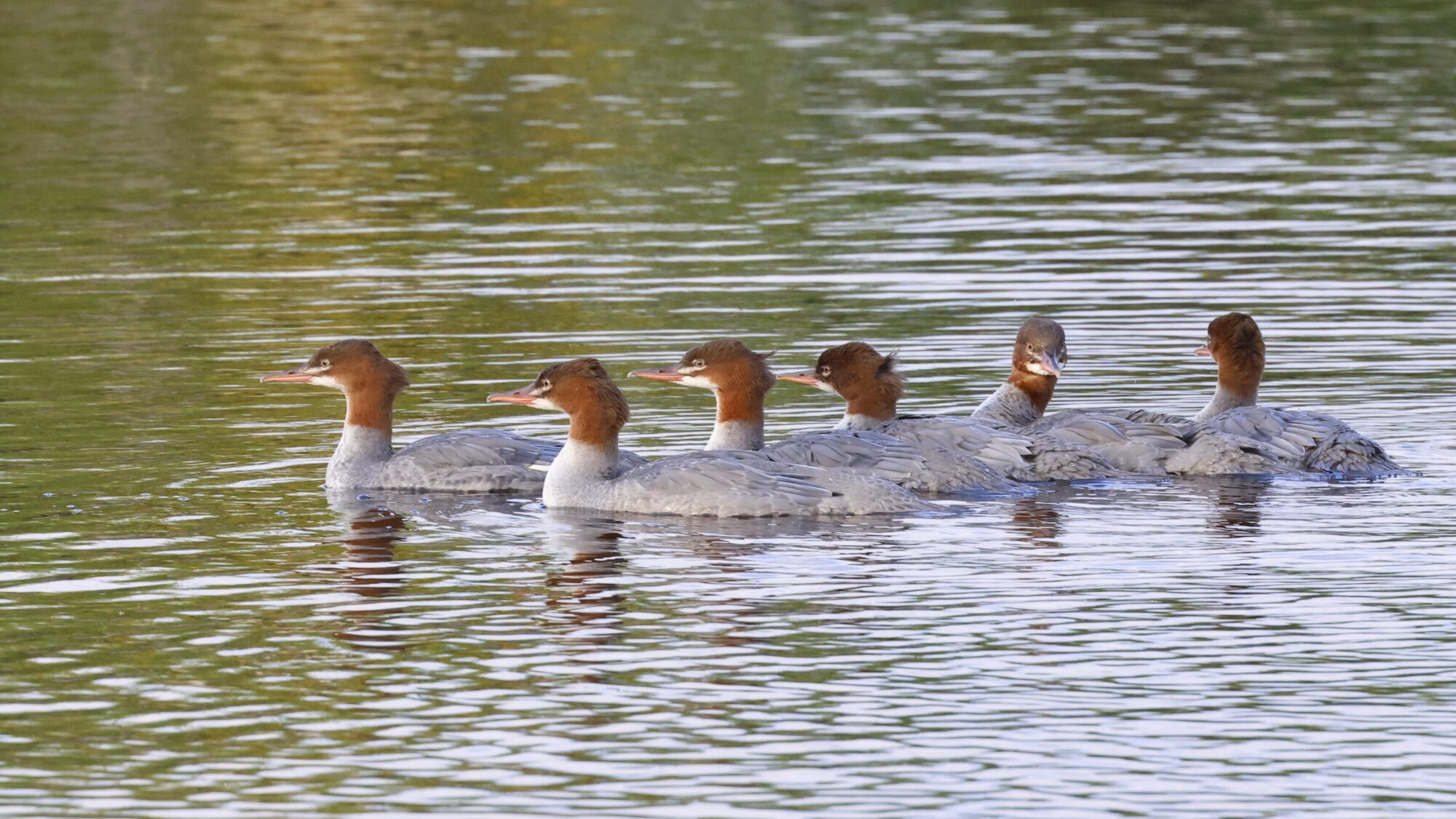 Valokuvaaja: TOMMI KUJALA