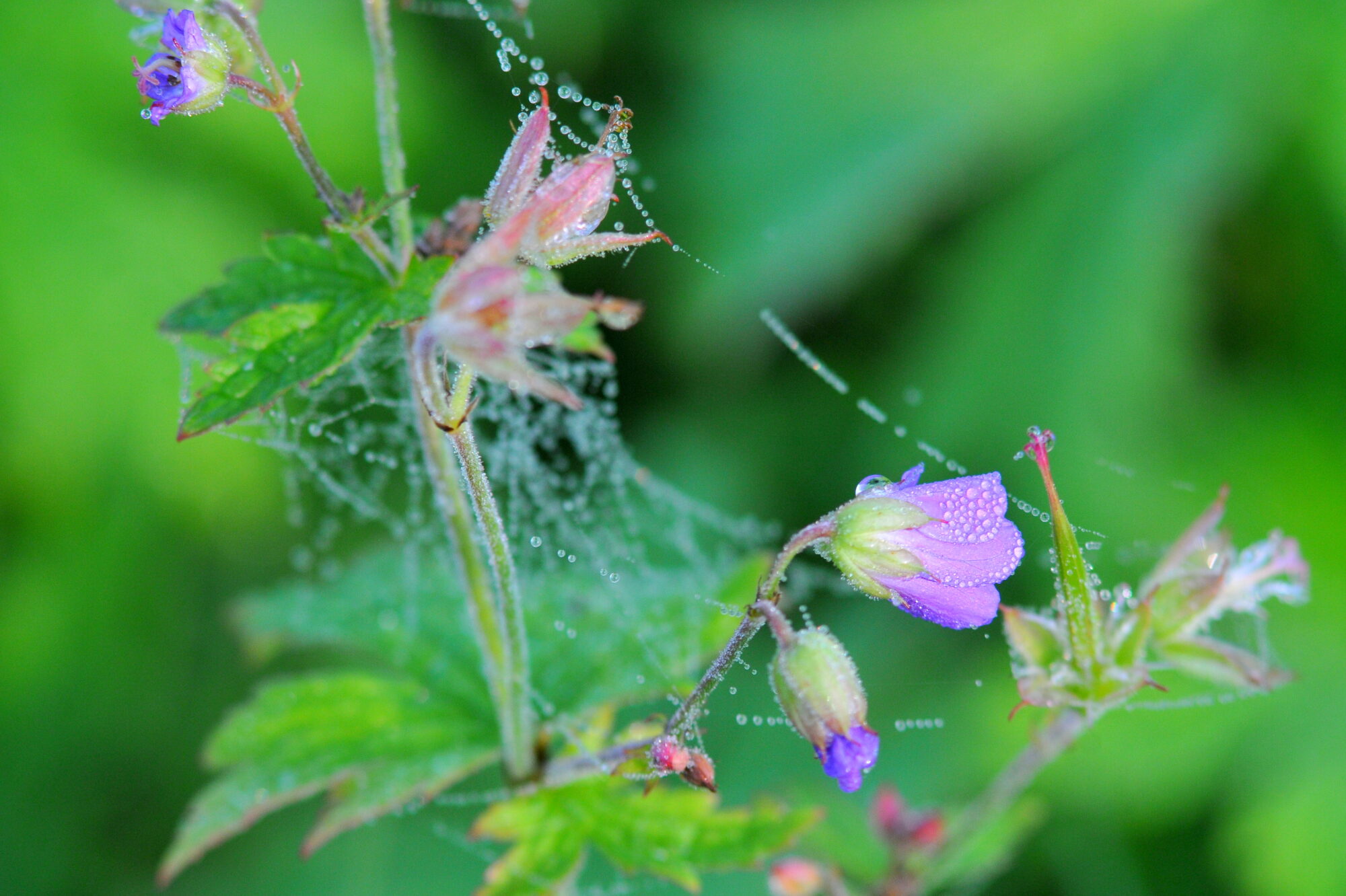 Valokuvaaja: Kaarlo Asikainen