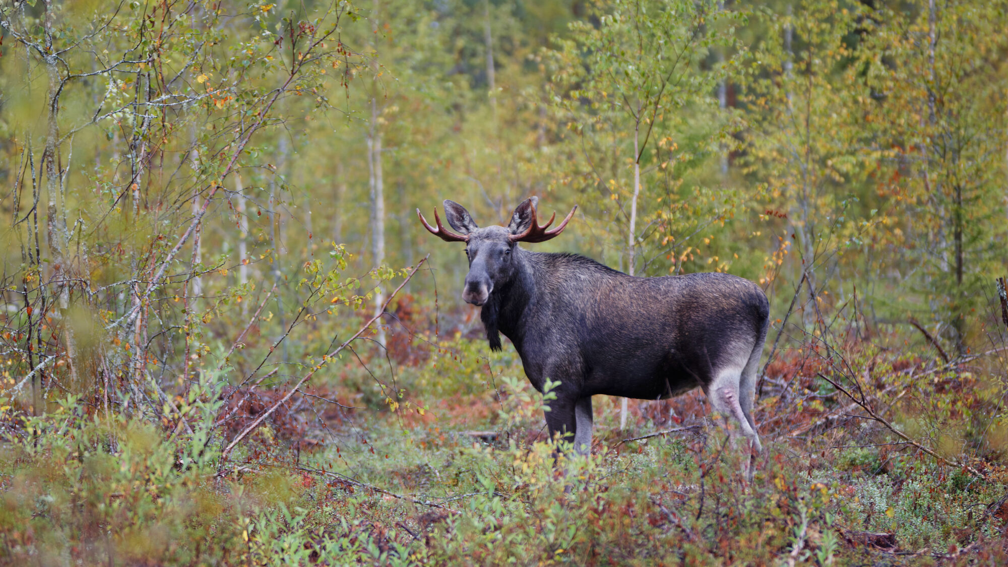 Valokuvaaja: TOMMI KUJALA