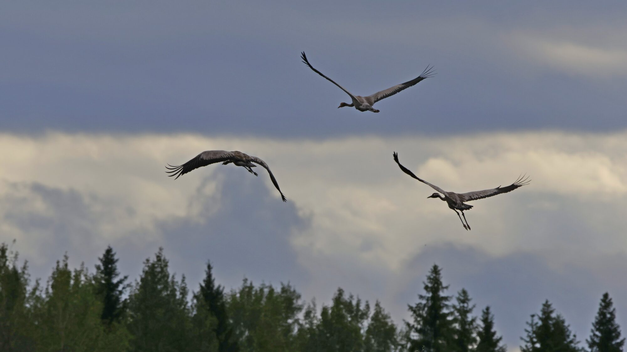 Valokuvaaja: TOMMI KUJALA