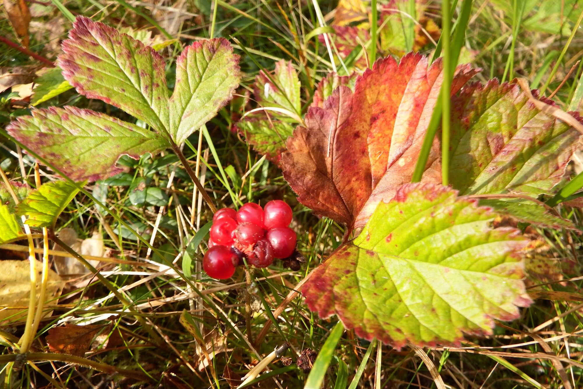 Valokuvaaja: Kaarlo Asikainen