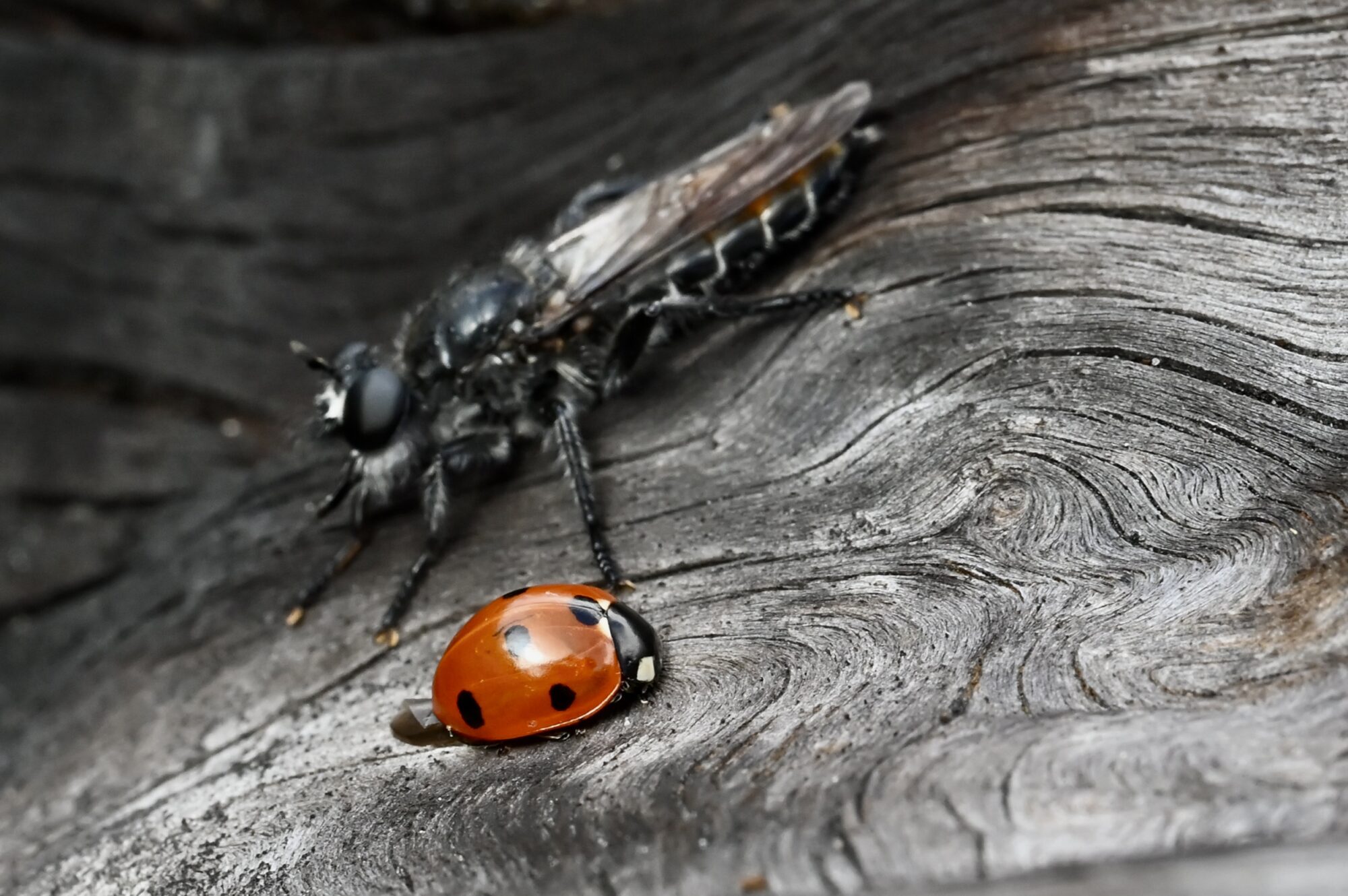 Valokuvaaja: Noora Andersson