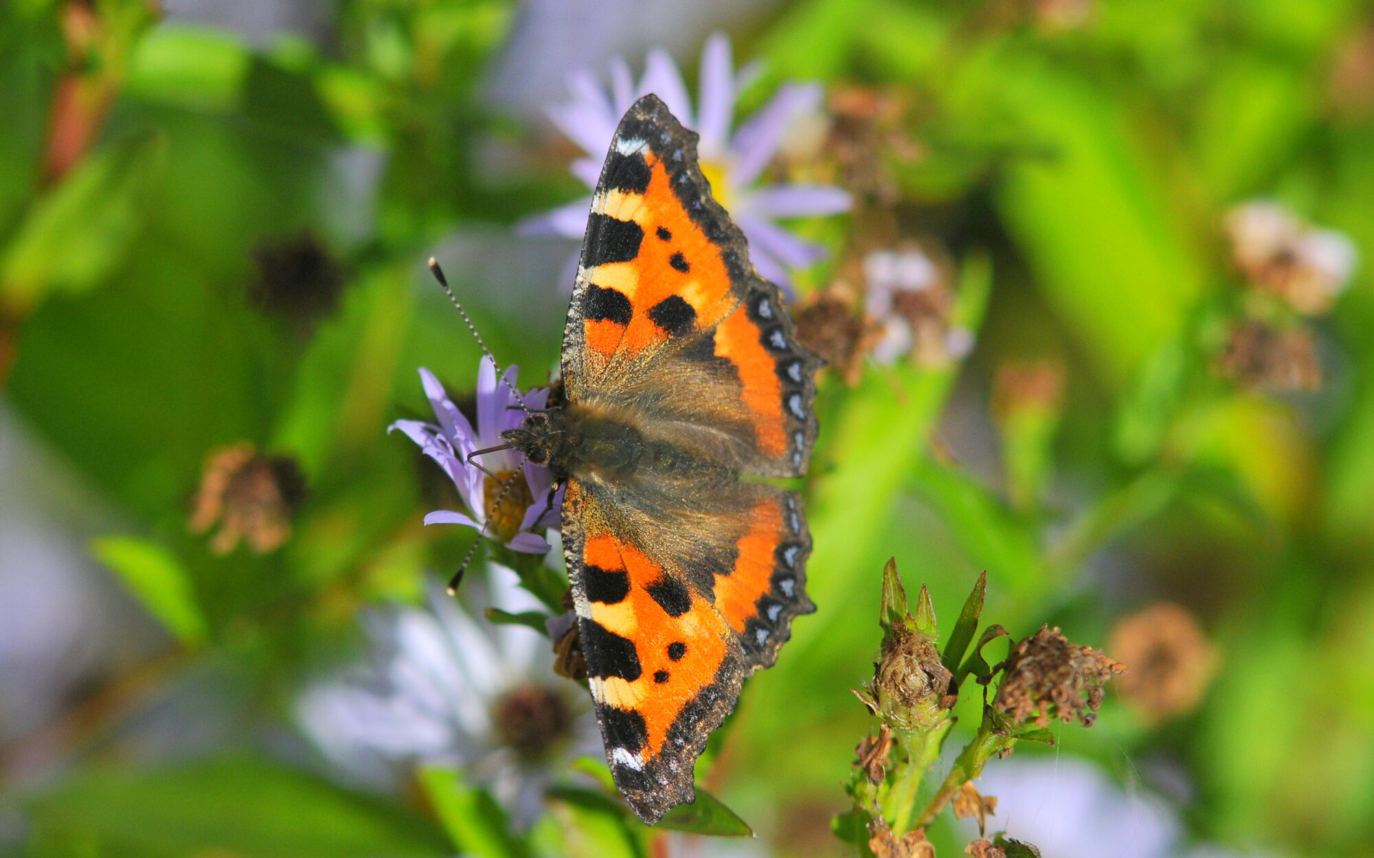 Valokuvaaja: Kaarlo Asikainen Valokuvaaja: Kaarlo Asikainen