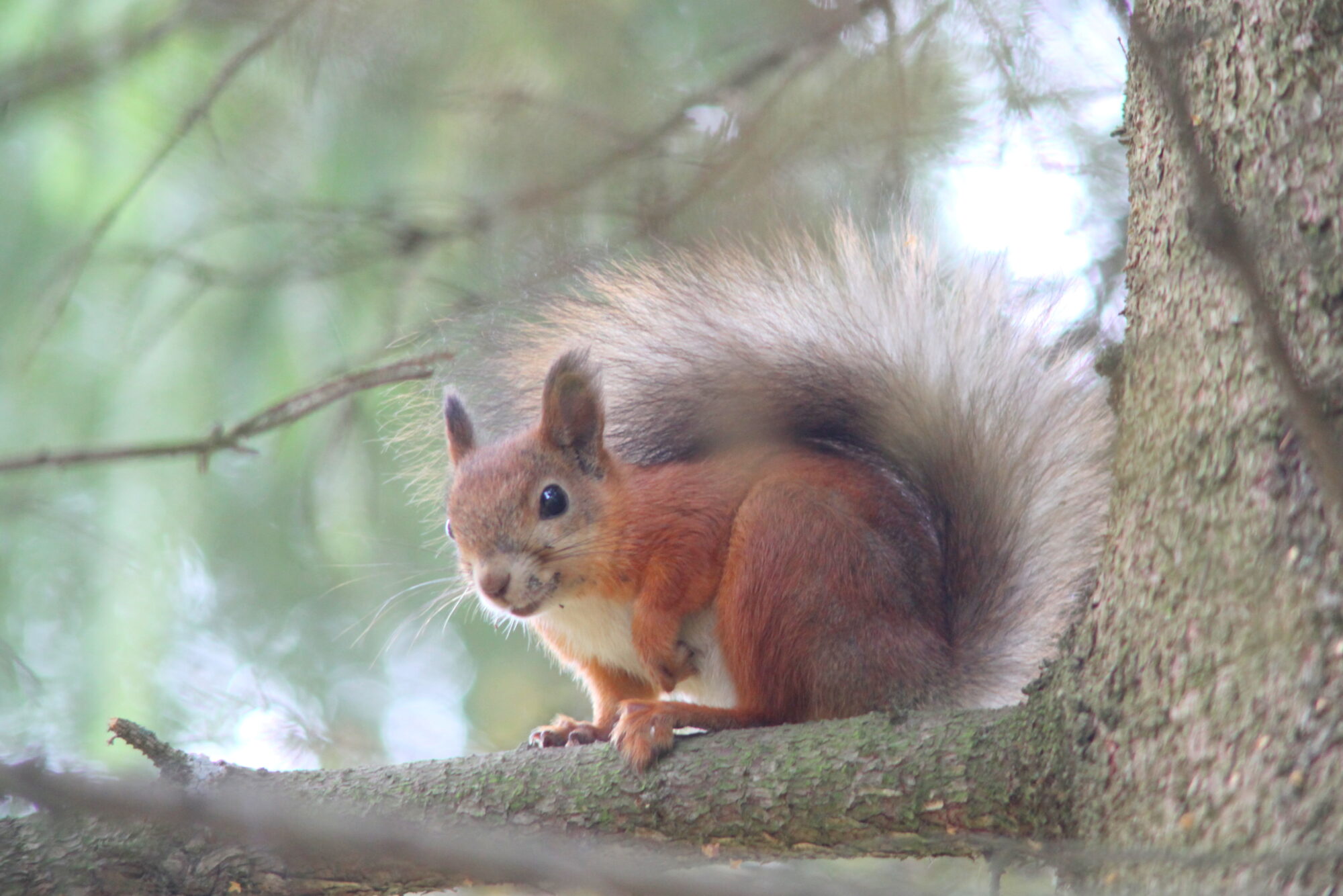 Valokuvaaja: Kaarlo Asikainen