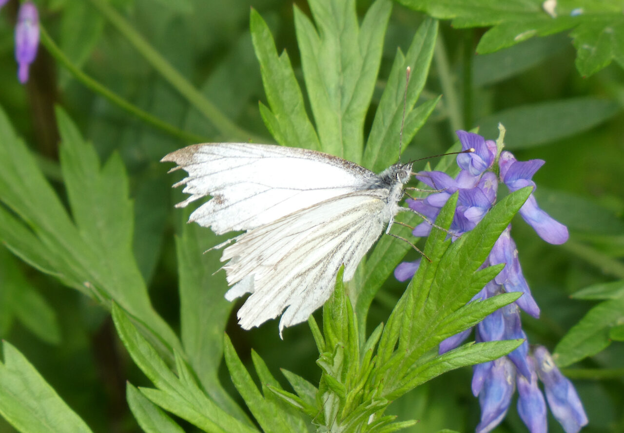 Valokuvaaja: Liisa Niiva-Korpela