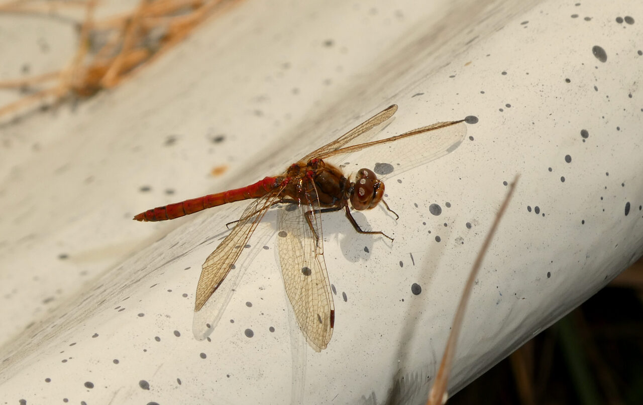 Valokuvaaja: Liisa Niiva-Korpela