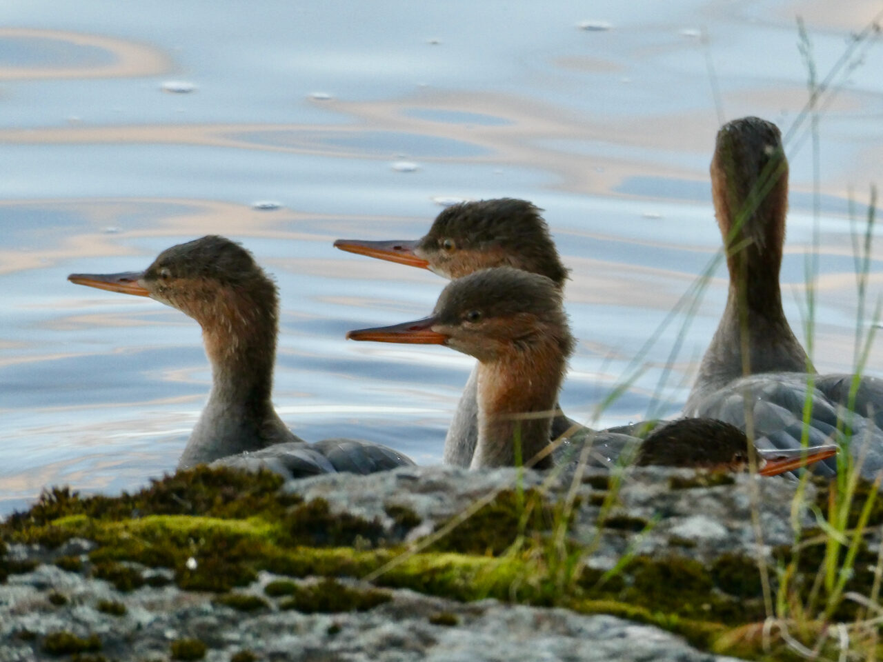Valokuvaaja: Liisa Niiva-Korpela