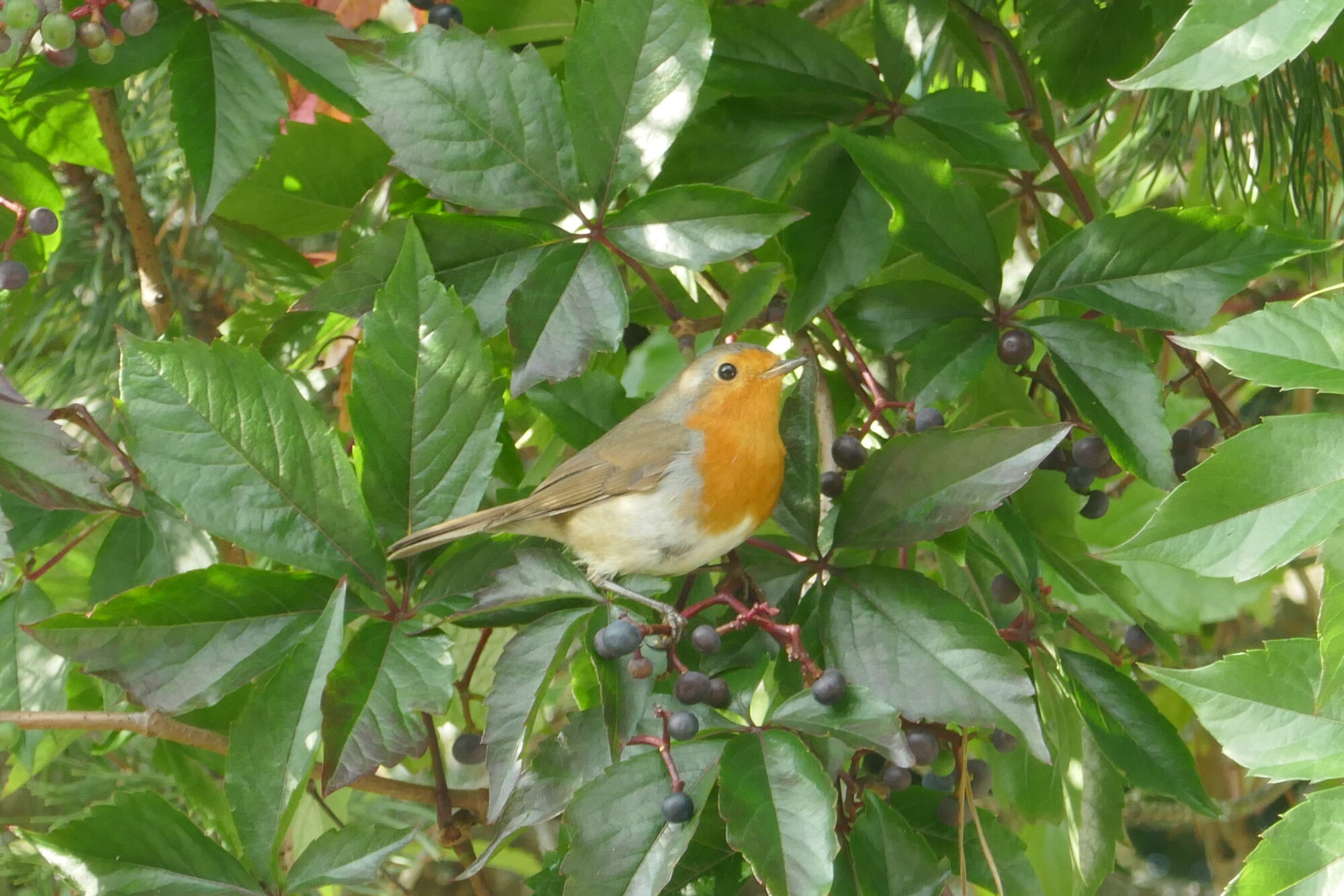 Valokuvaaja: Marjut Ikonen