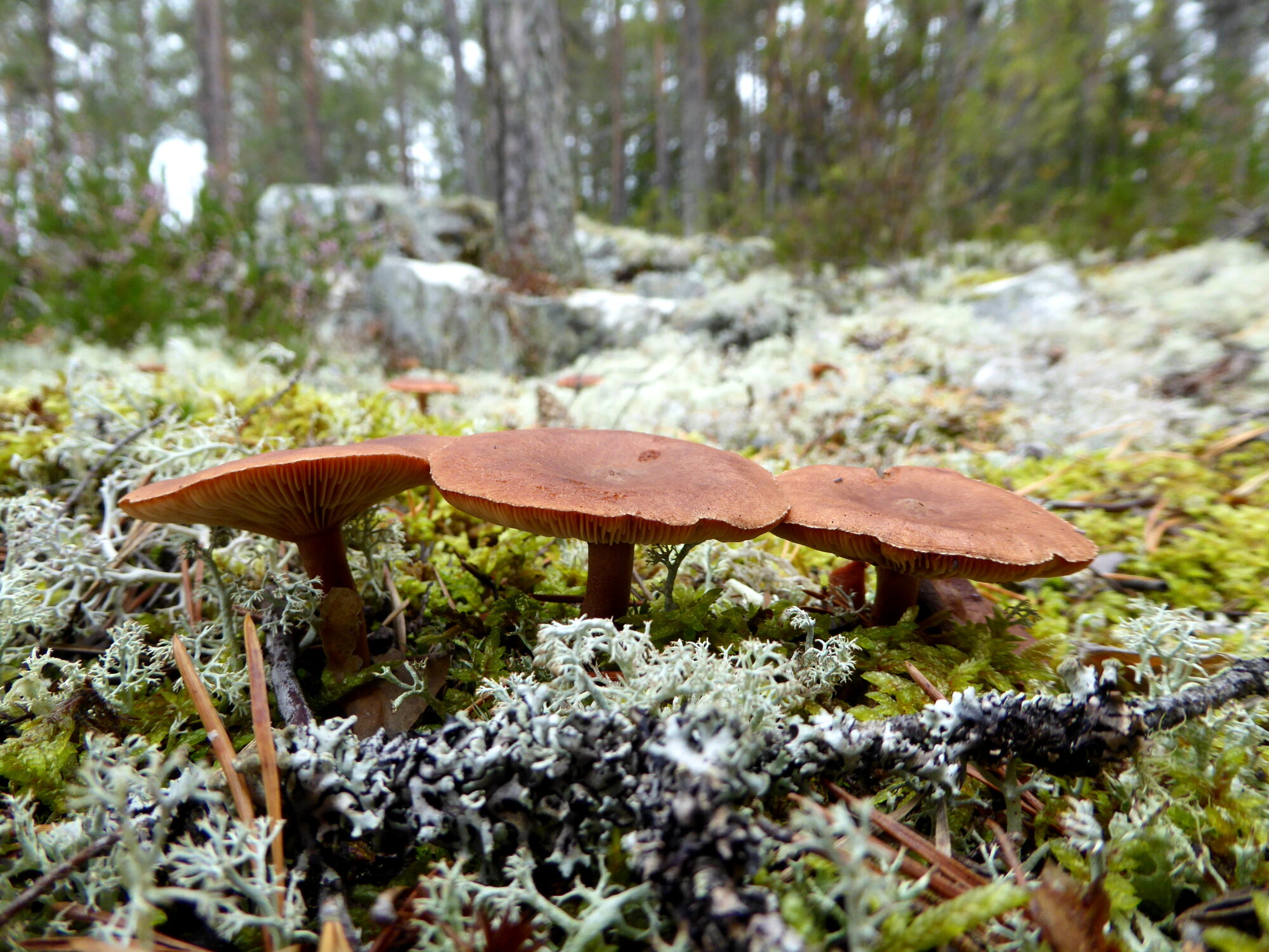 Valokuvaaja: Toni Asikainen