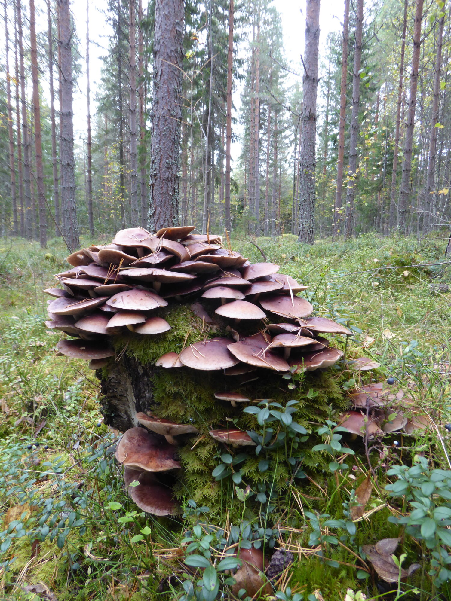 Valokuvaaja: Toni Asikainen