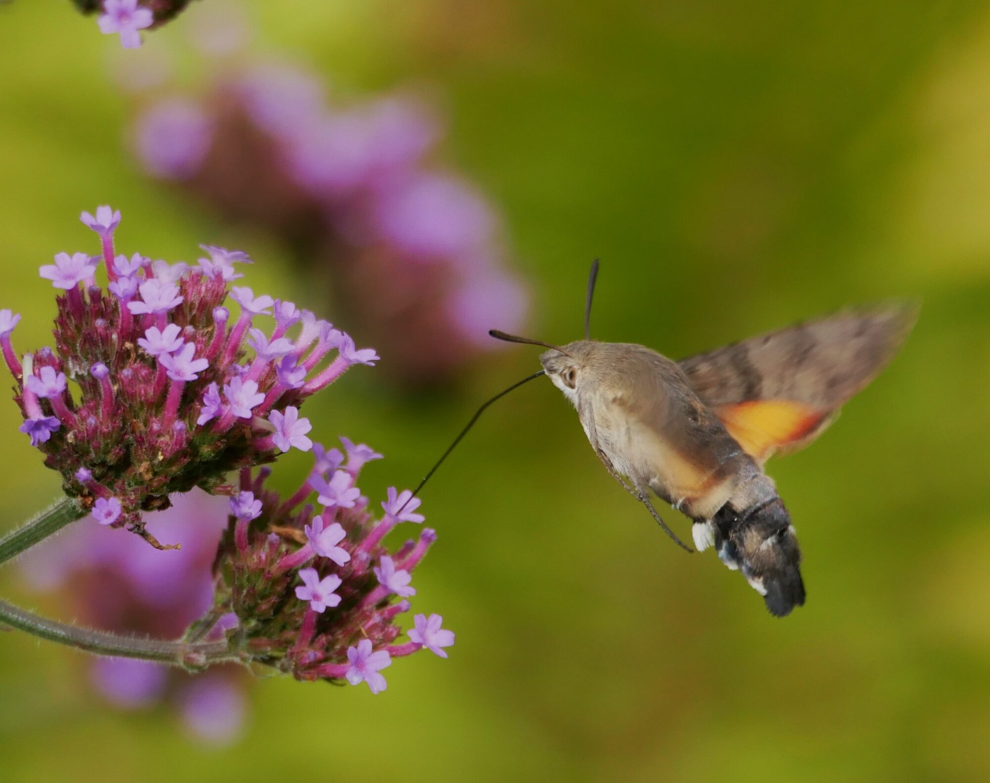 Valokuvaaja: Eila Tötterström