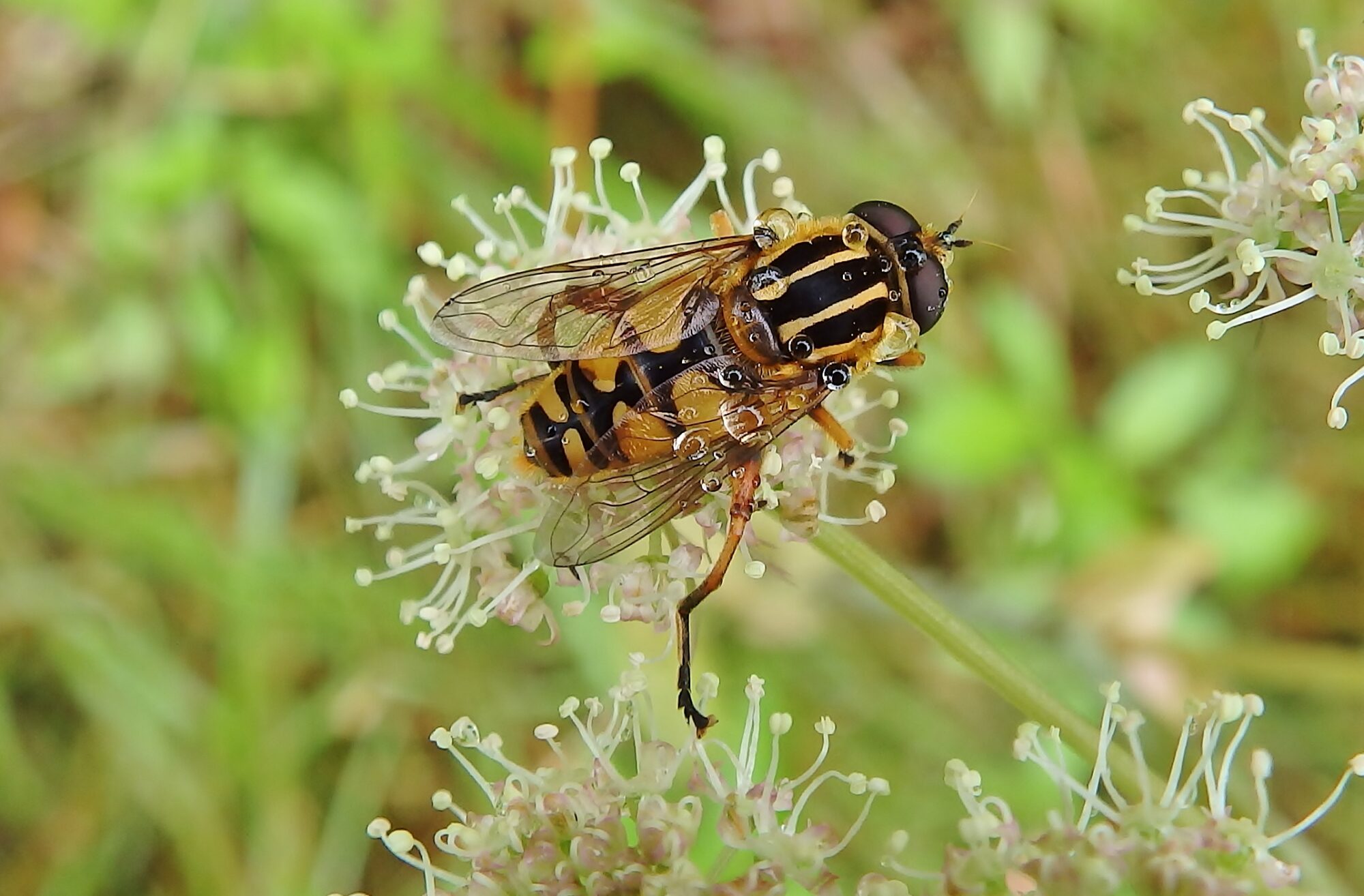 Valokuvaaja: Markku Pelkonen