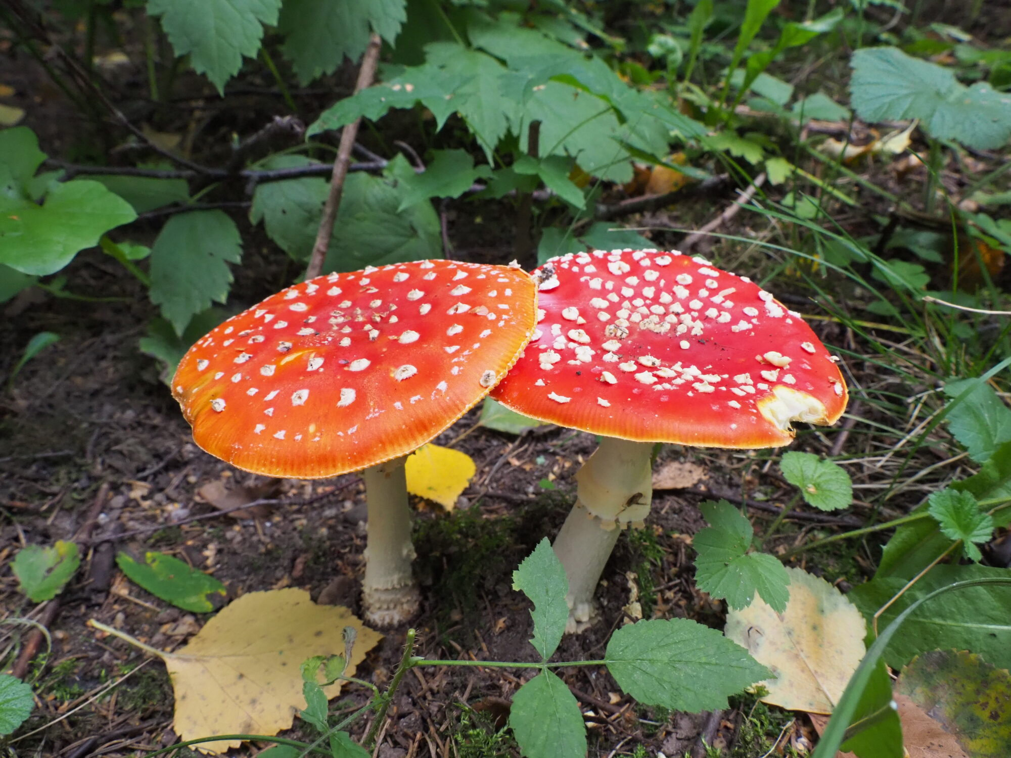 Valokuvaaja: Martti Valtonen Valokuvaaja: Martti Valtonen