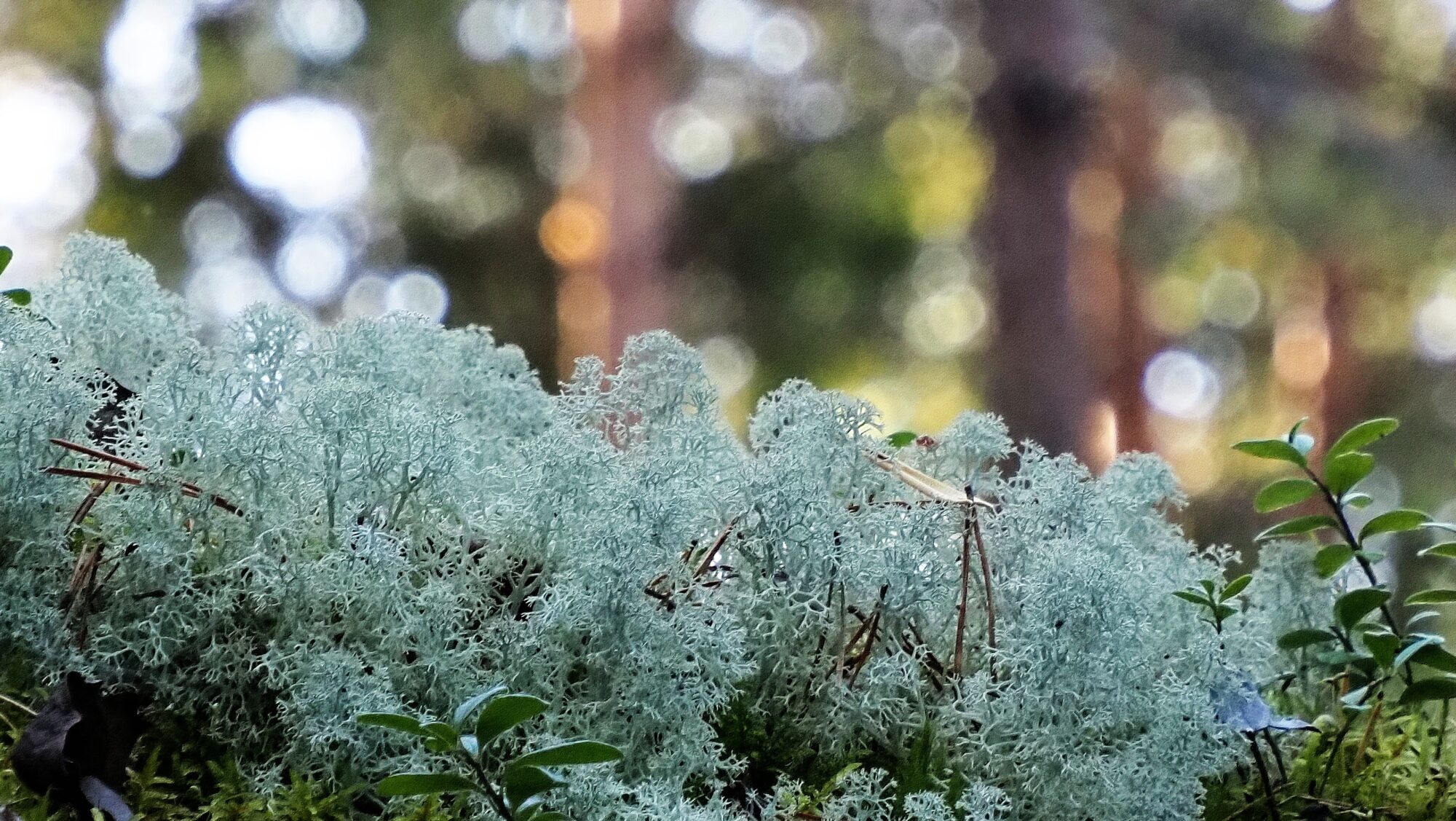 Valokuvaaja: Arja Valtonen