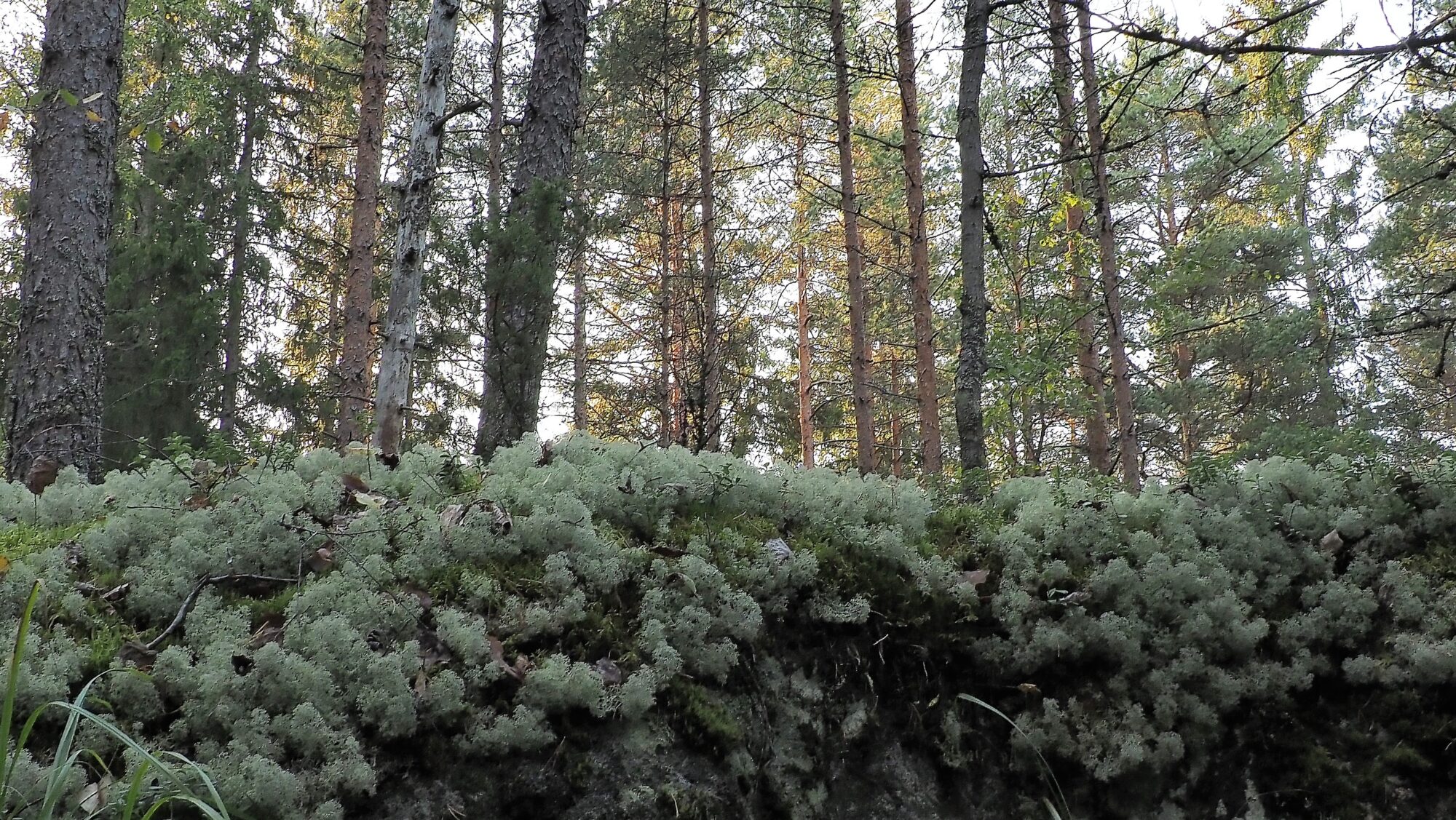 Valokuvaaja: Arja Valtonen