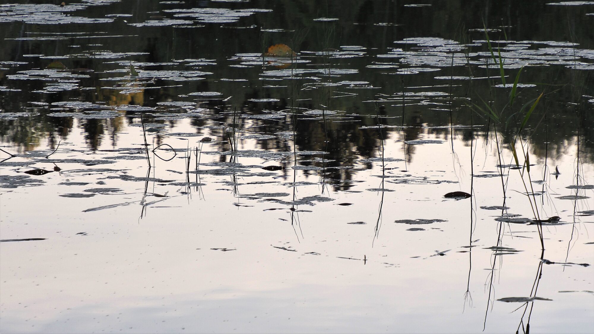 Valokuvaaja: Arja Valtonen