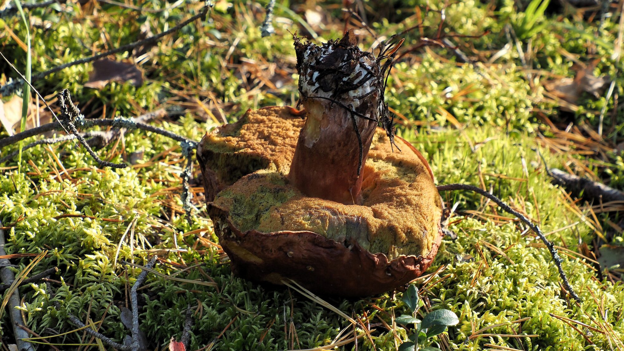 Valokuvaaja: Arja Valtonen Valokuvaaja: Arja Valtonen