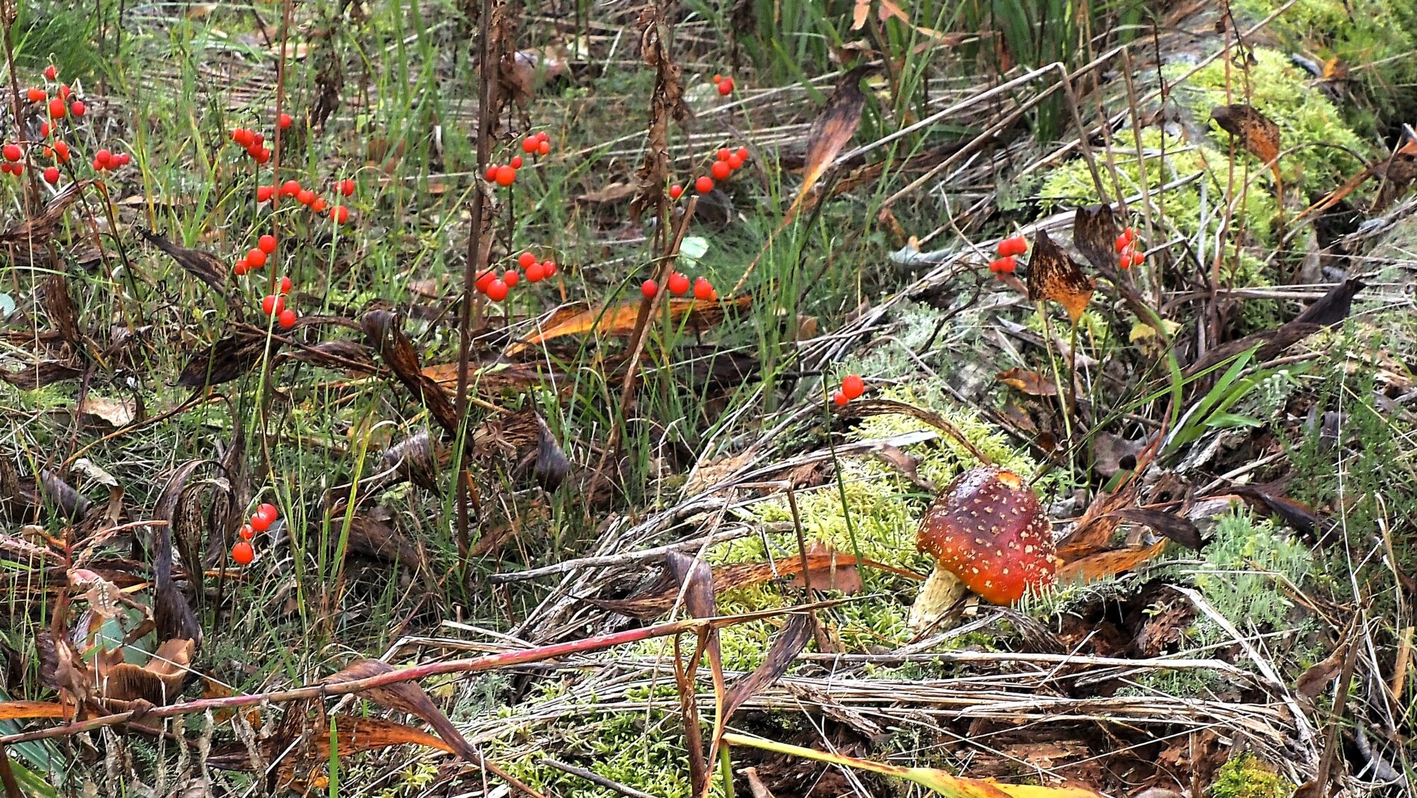 Valokuvaaja: Arja Valtonen