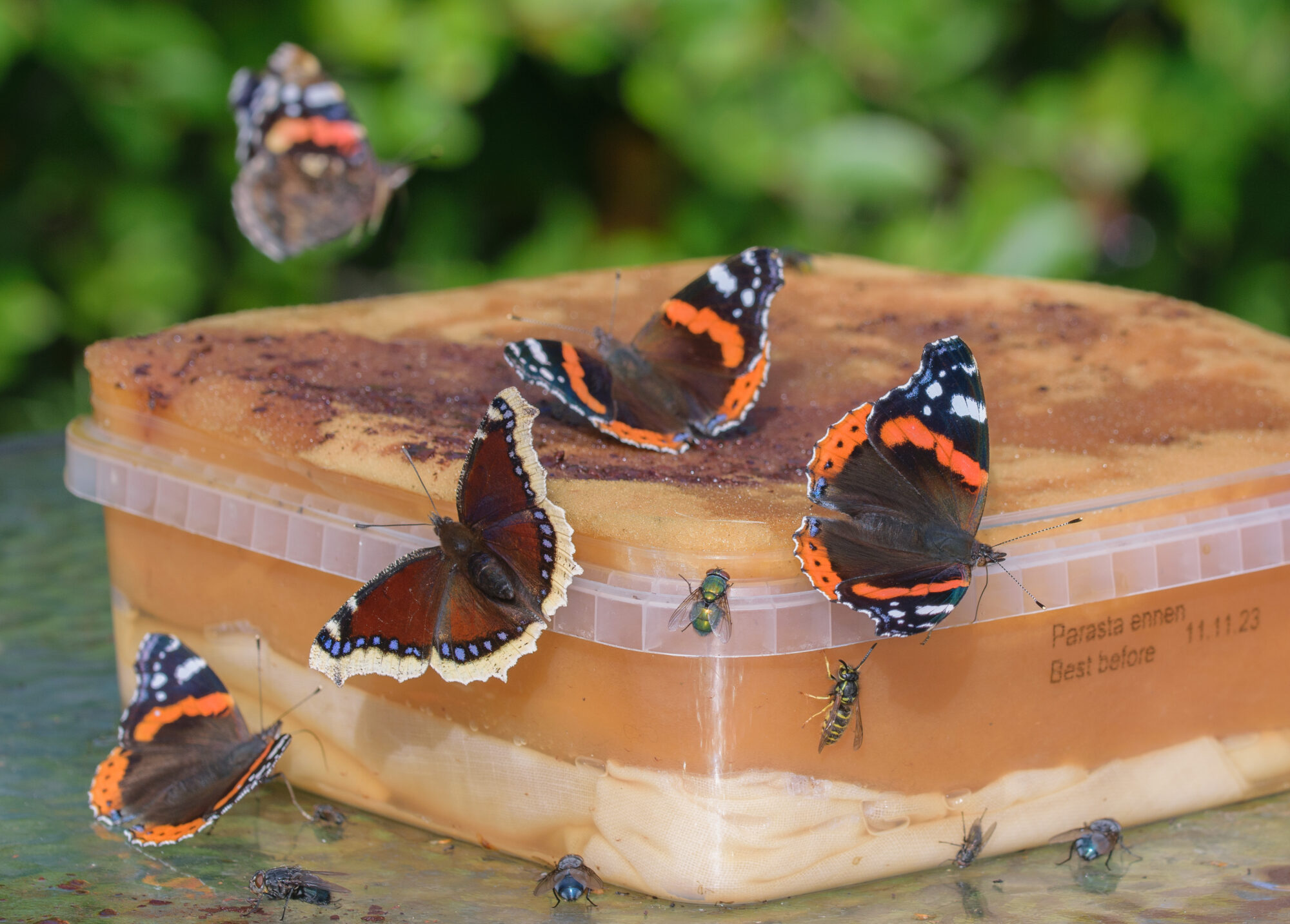 Valokuvaaja: Päivi Mustonen