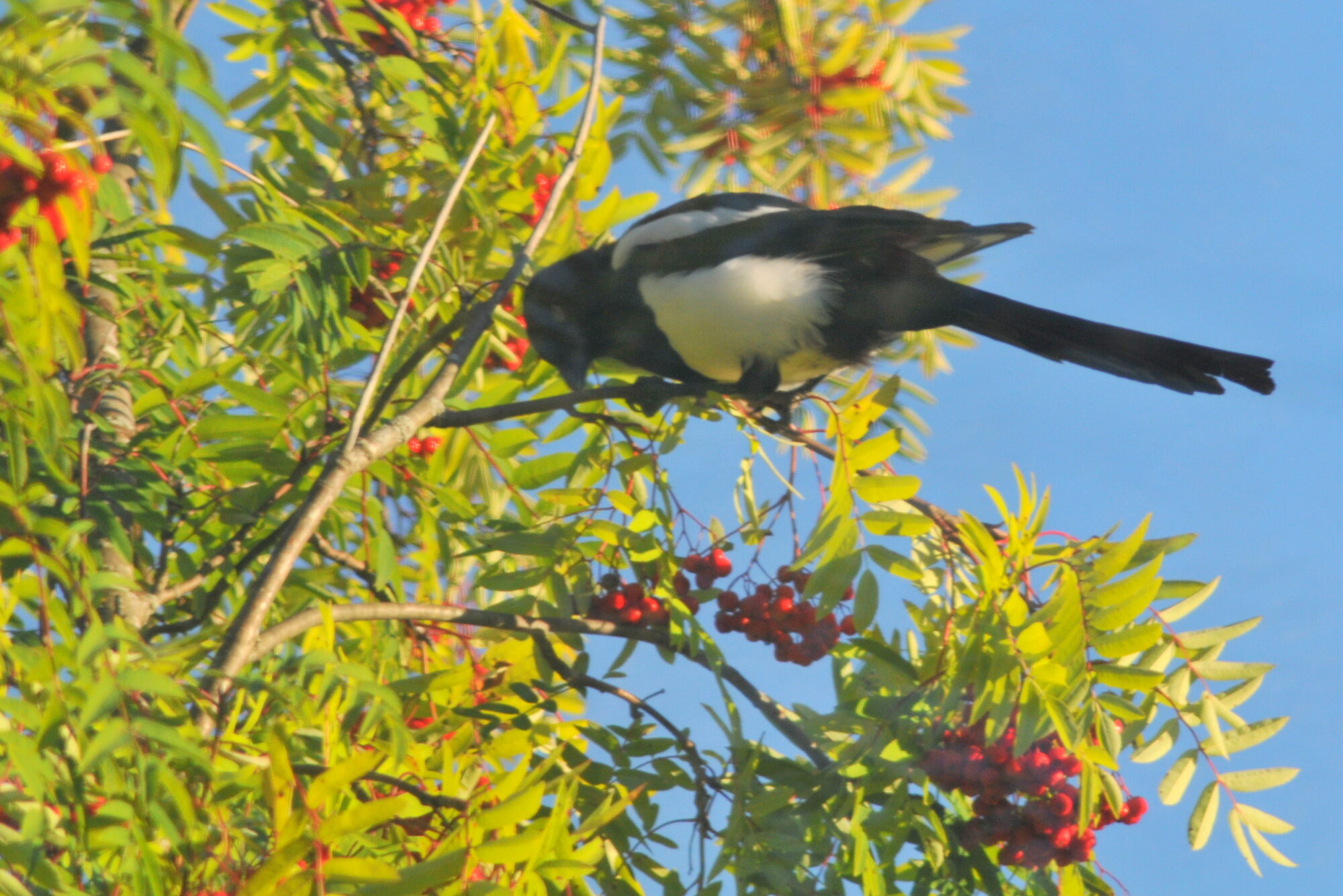 Valokuvaaja: Kaarlo Asikainen