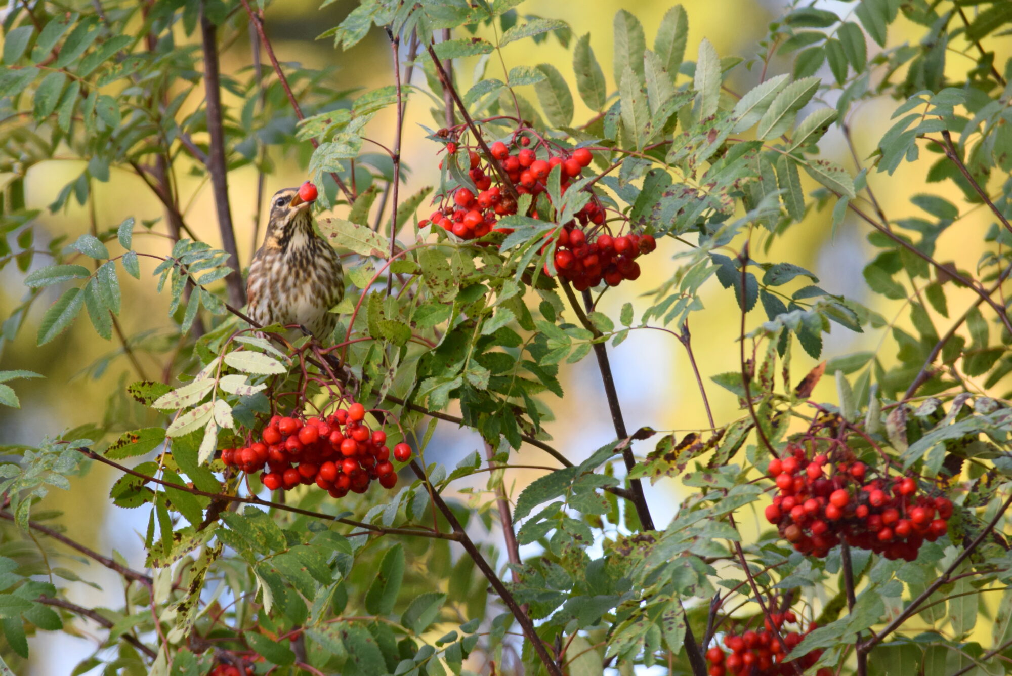 Valokuvaaja: Kaarlo Asikainen