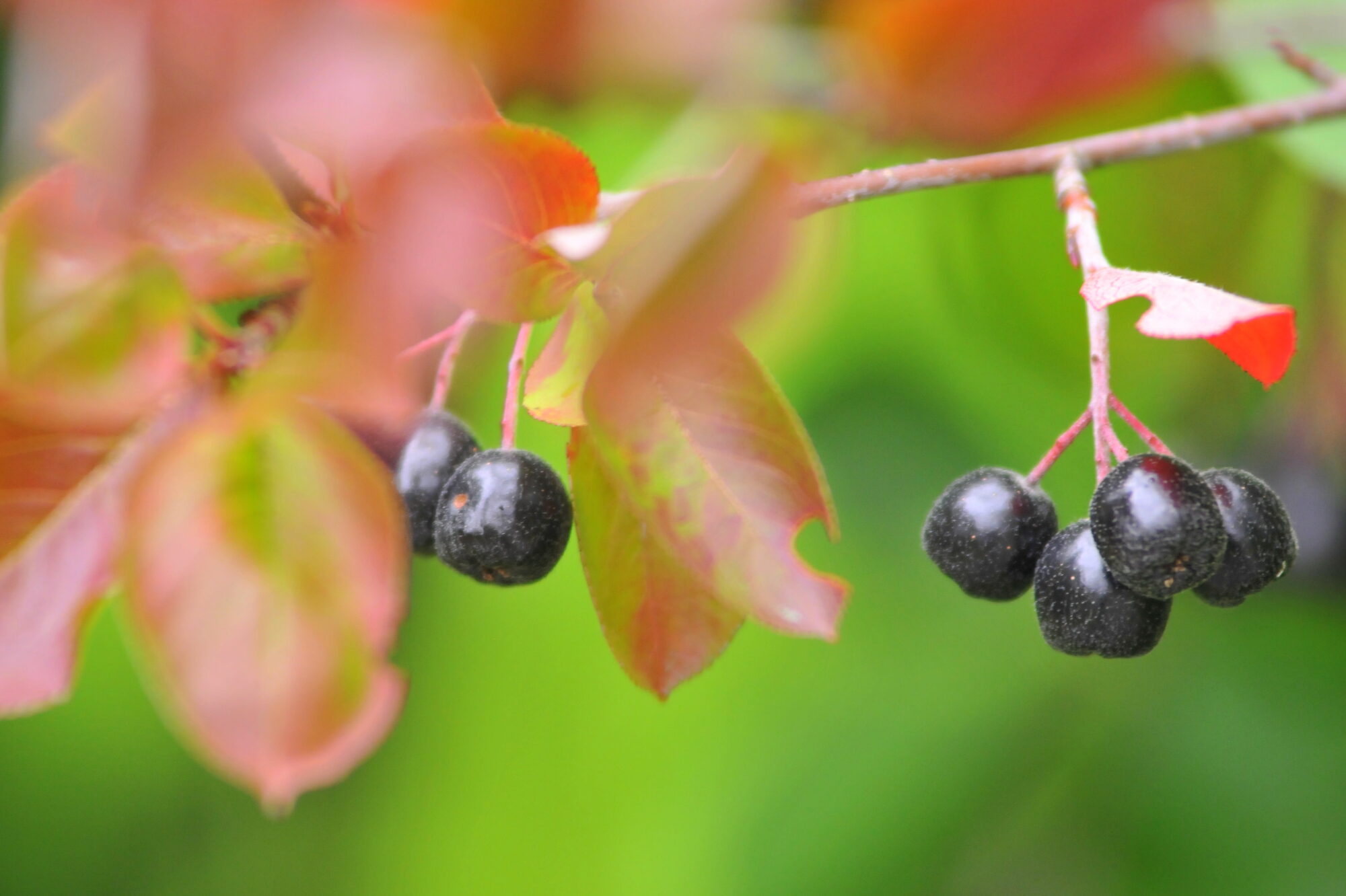 Valokuvaaja: Kaarlo Asikainen