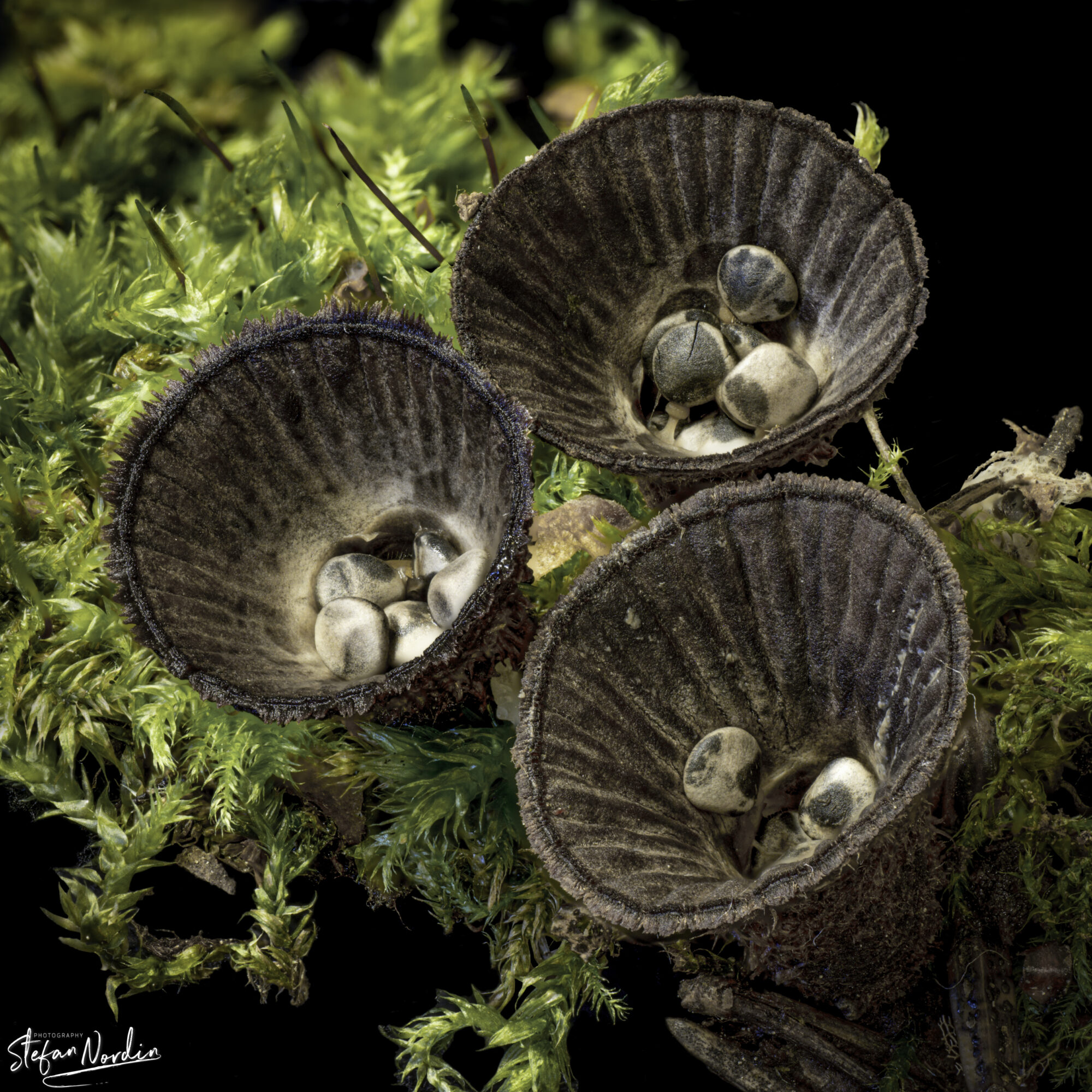 Valokuvaaja: Stefan Nordin