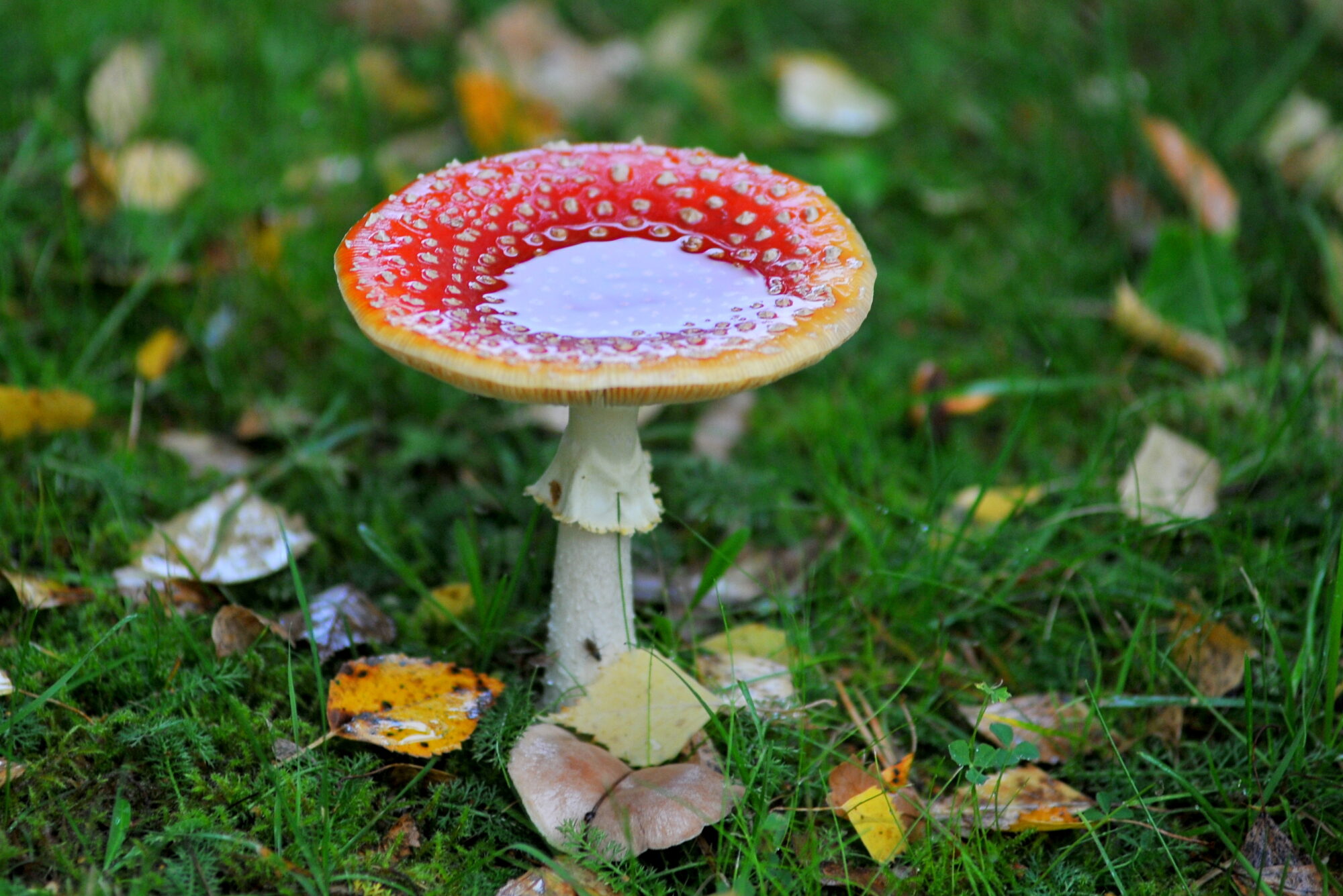 Valokuvaaja: Kaarlo Asikainen