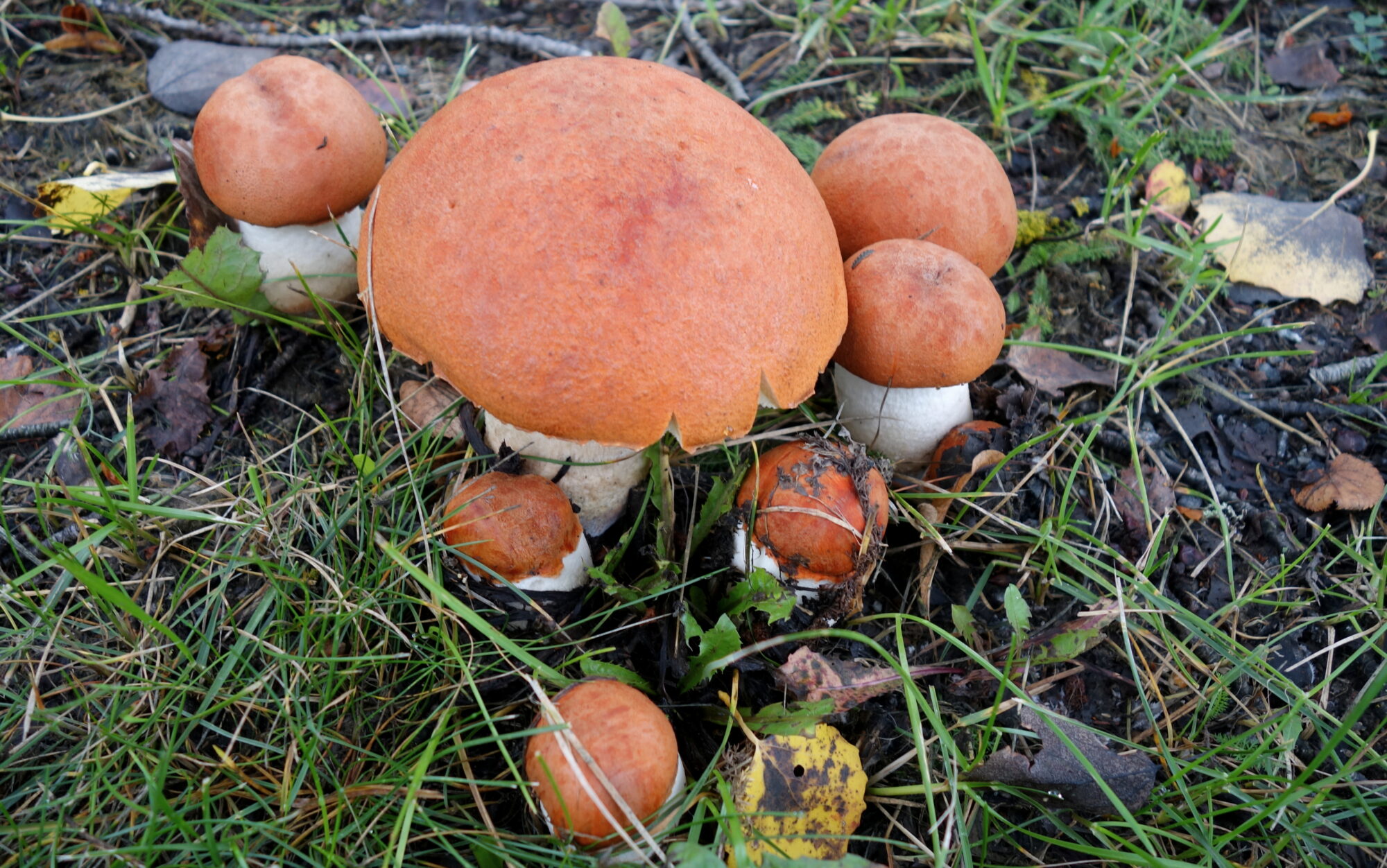 Valokuvaaja: Kaarlo Asikainen