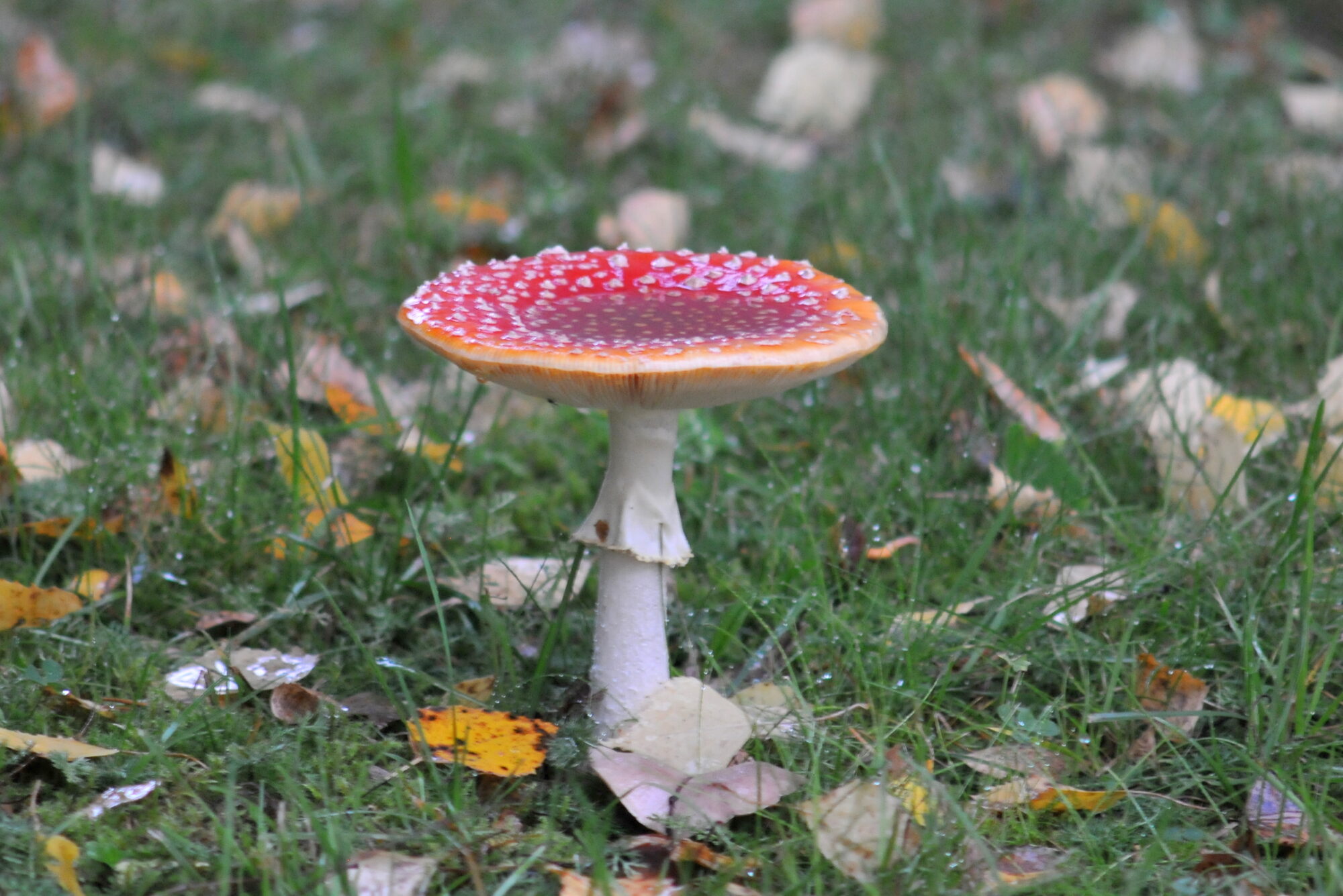 Valokuvaaja: Kaarlo Asikainen