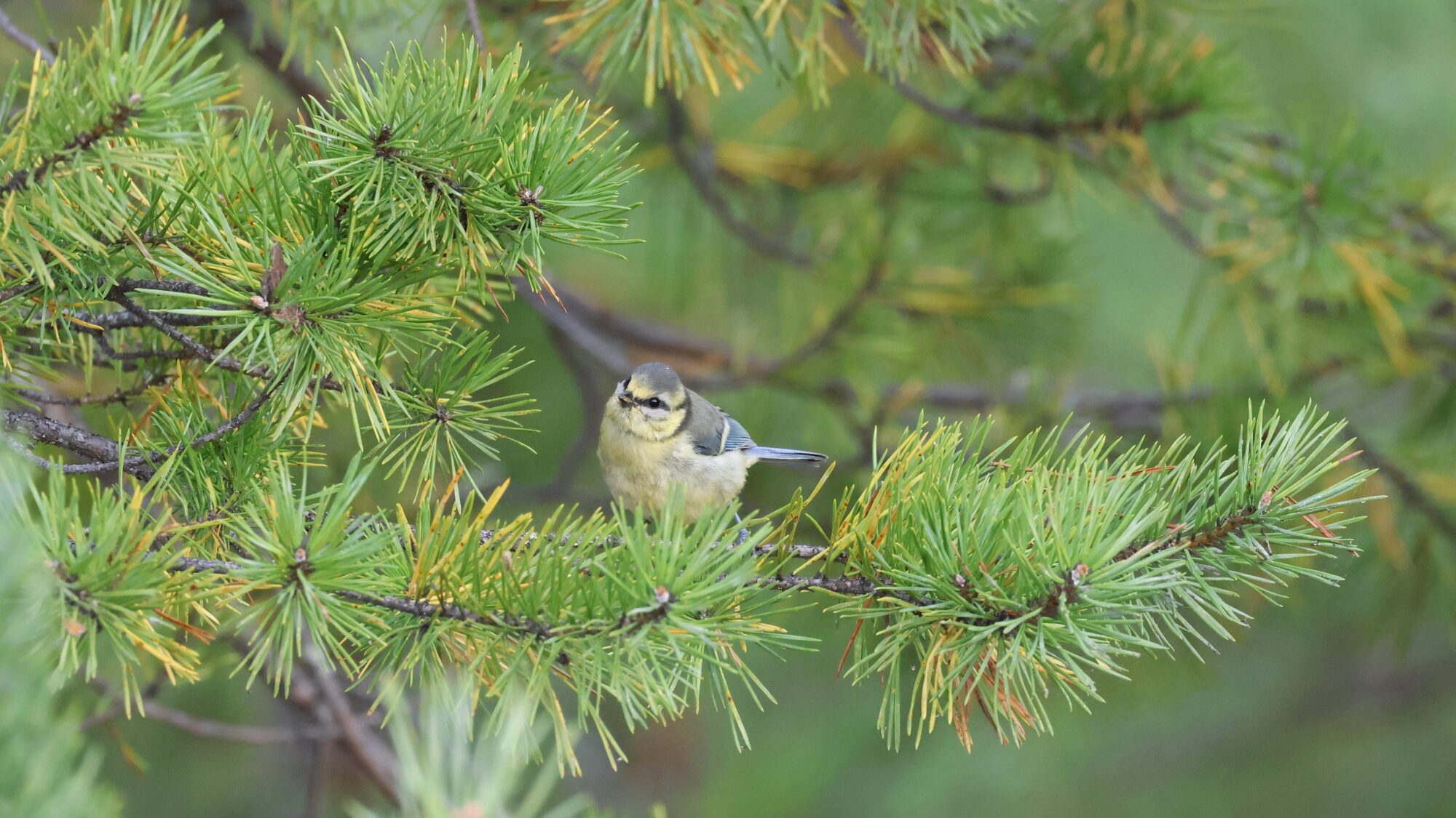 Valokuvaaja: TOMMI KUJALA Valokuvaaja: TOMMI KUJALA