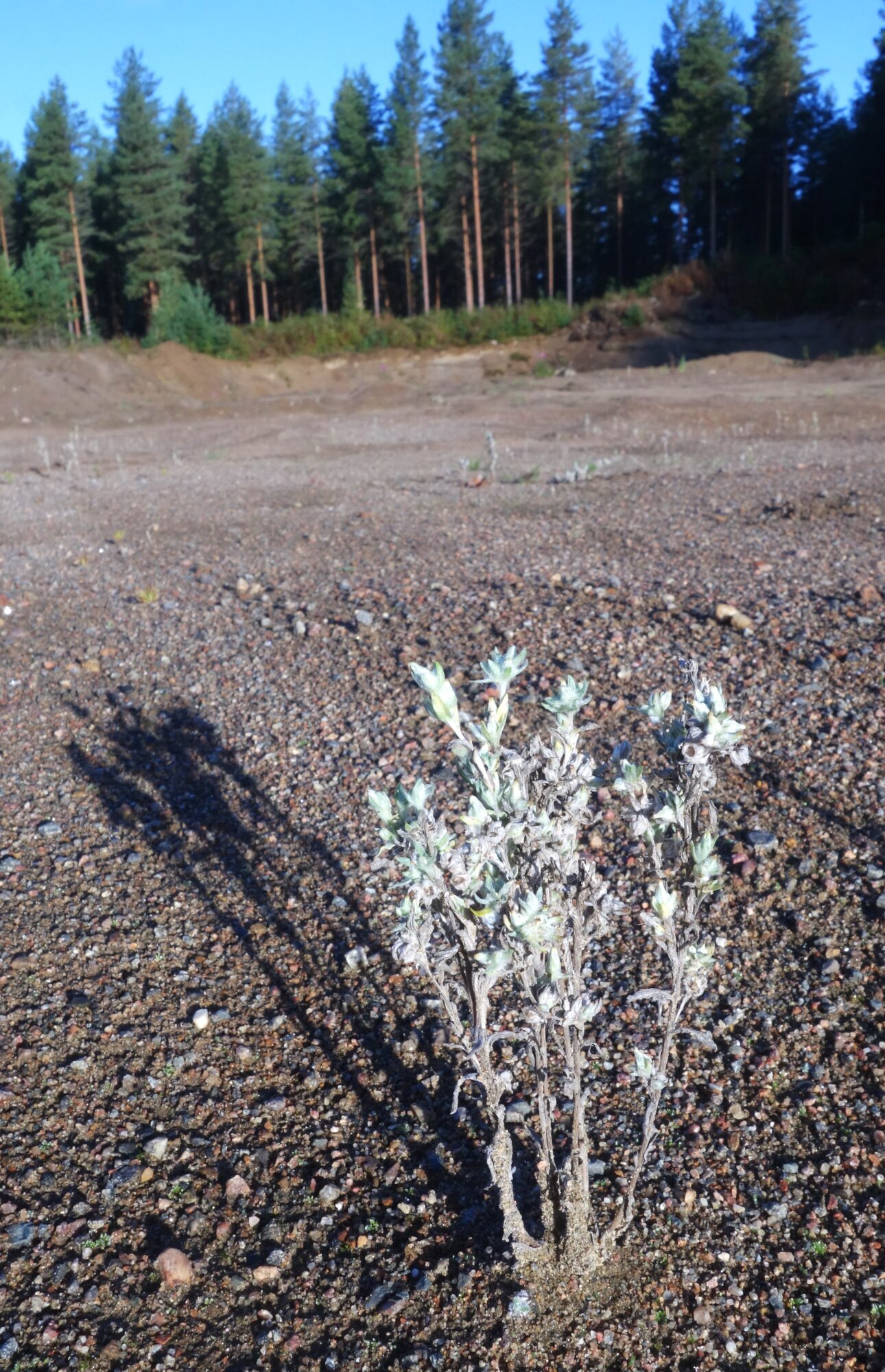 Valokuvaaja: Kaarina Heiskanen