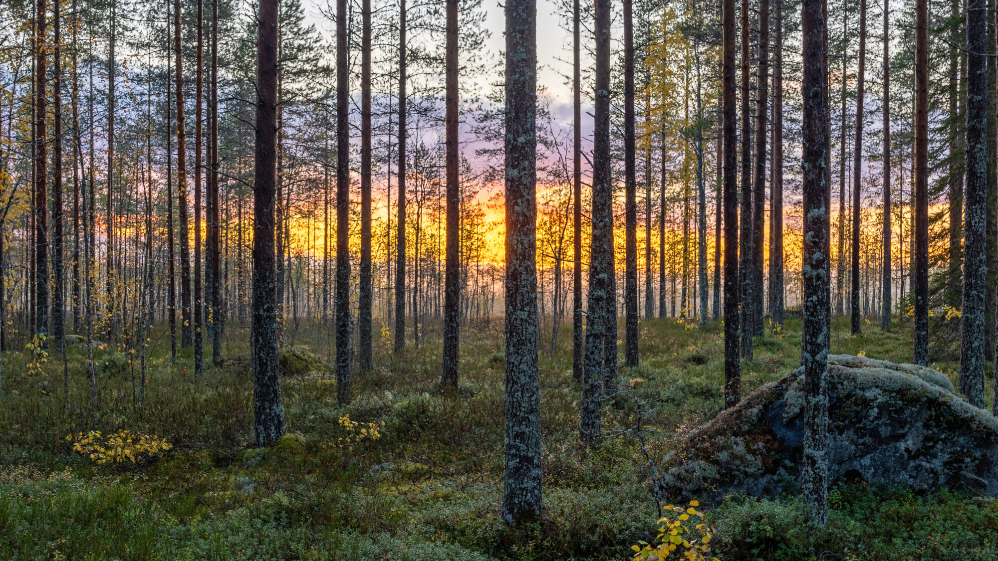 Valokuvaaja: TOMMI KUJALA
