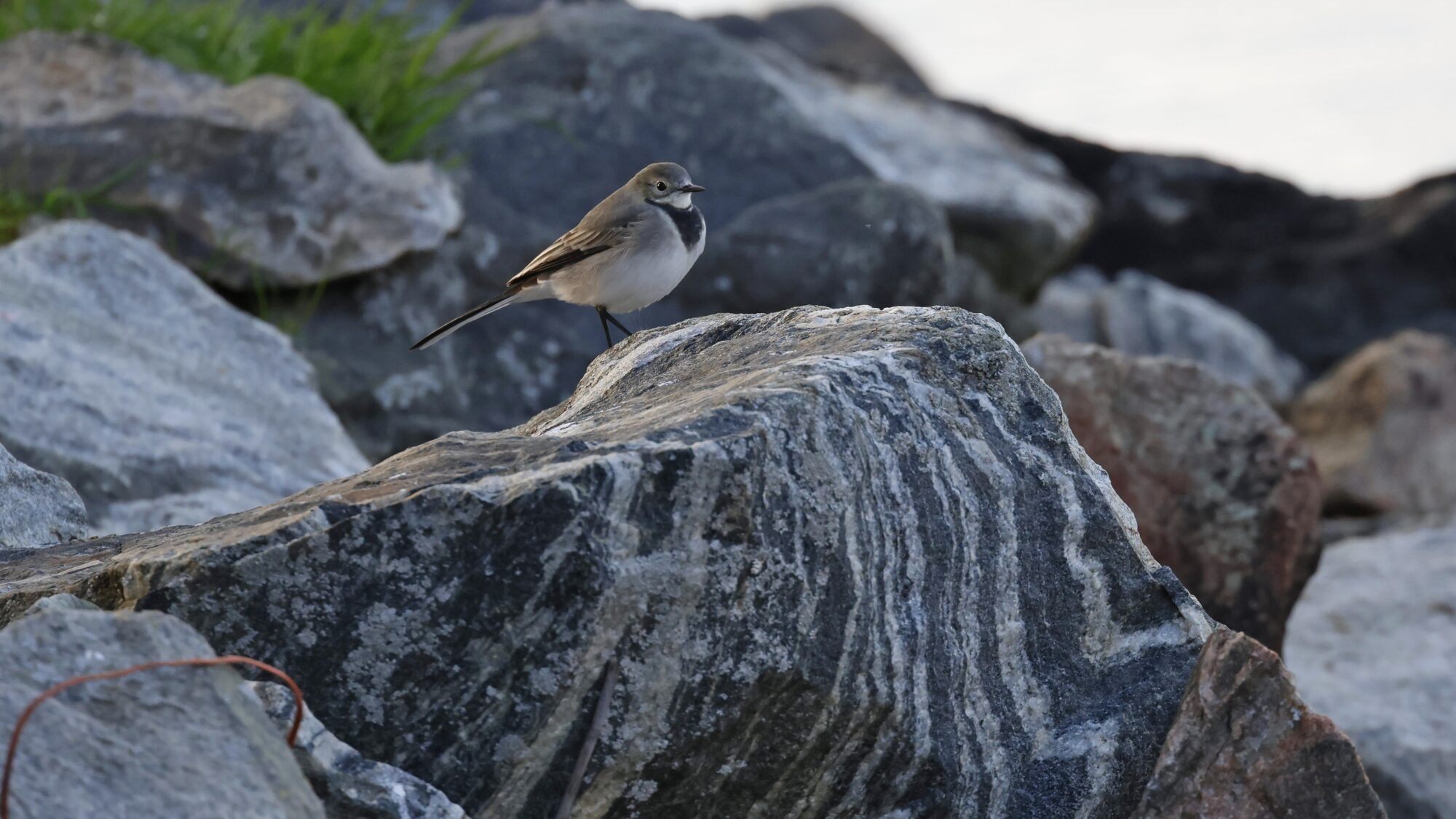 Valokuvaaja: TOMMI KUJALA