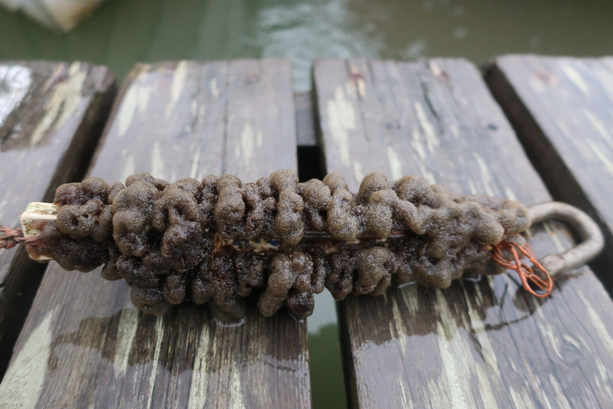 Valokuvaaja: Arja Pohto