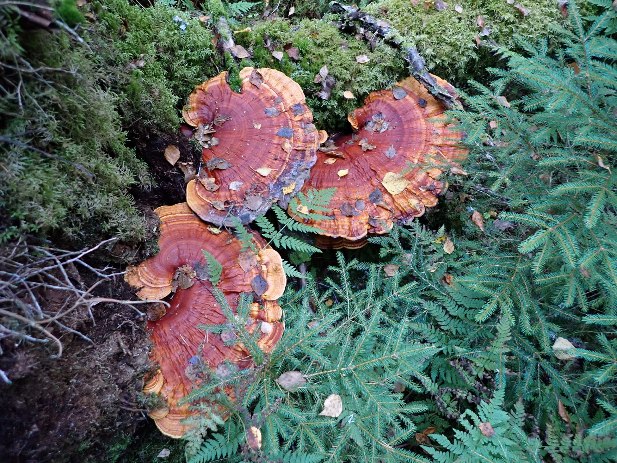 Valokuvaaja: Kari Aaltonen, Pertteli Valokuvaaja: Kari Aaltonen, Pertteli