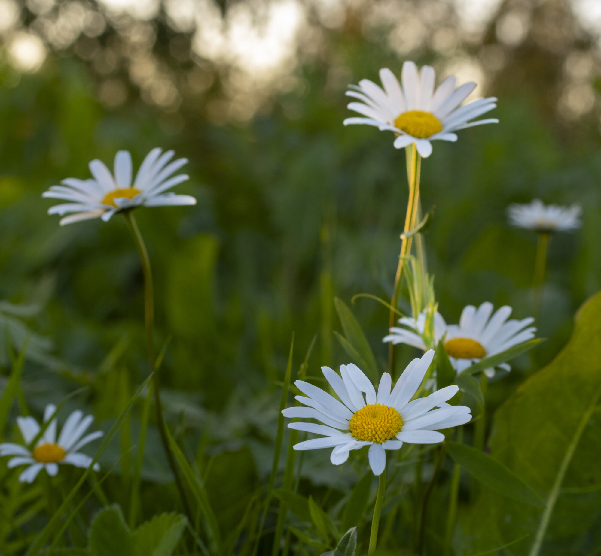 Valokuvaaja: Hannu Tikkanen Valokuvaaja: Hannu Tikkanen