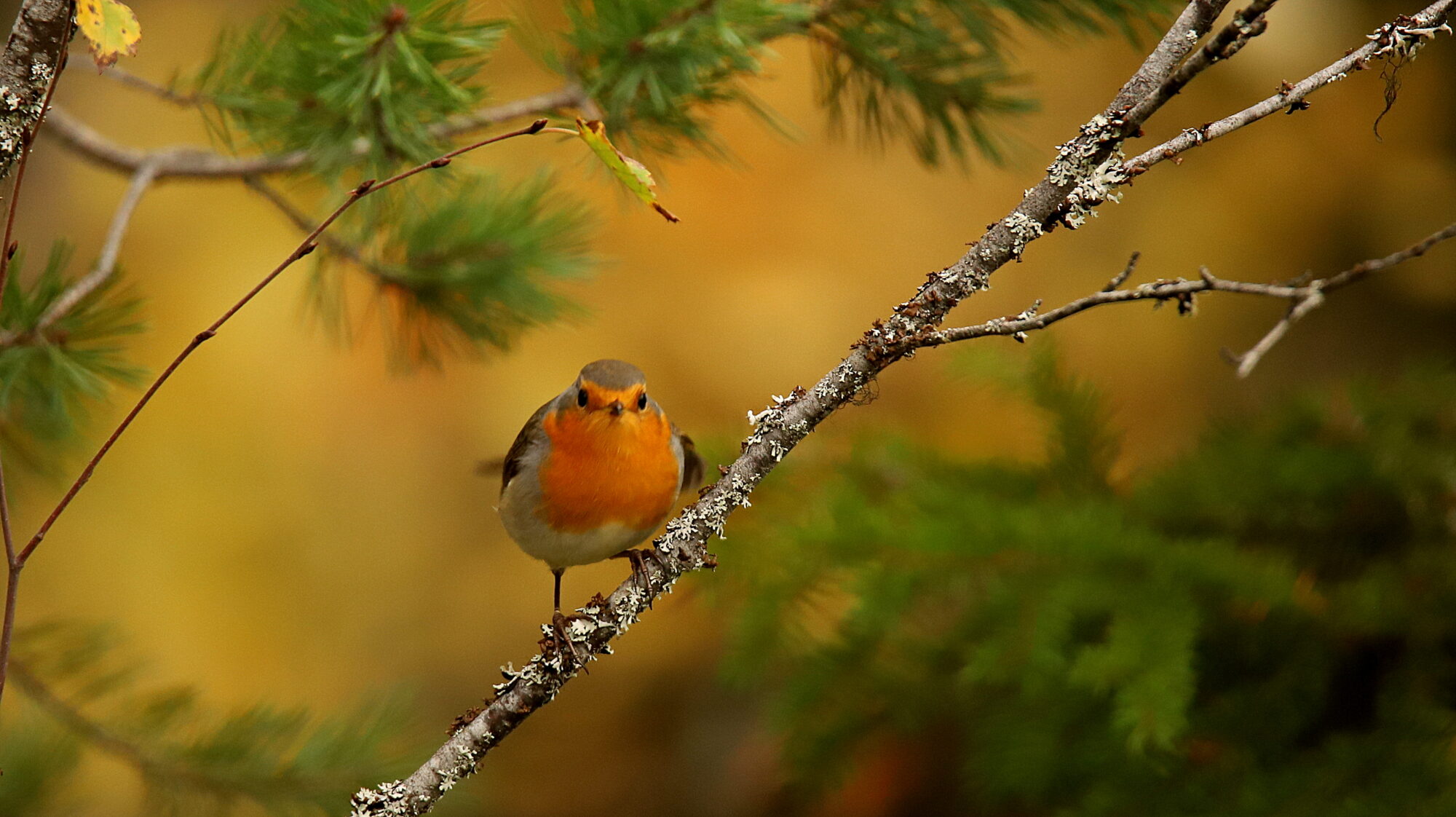 Valokuvaaja: sirpa Jyske