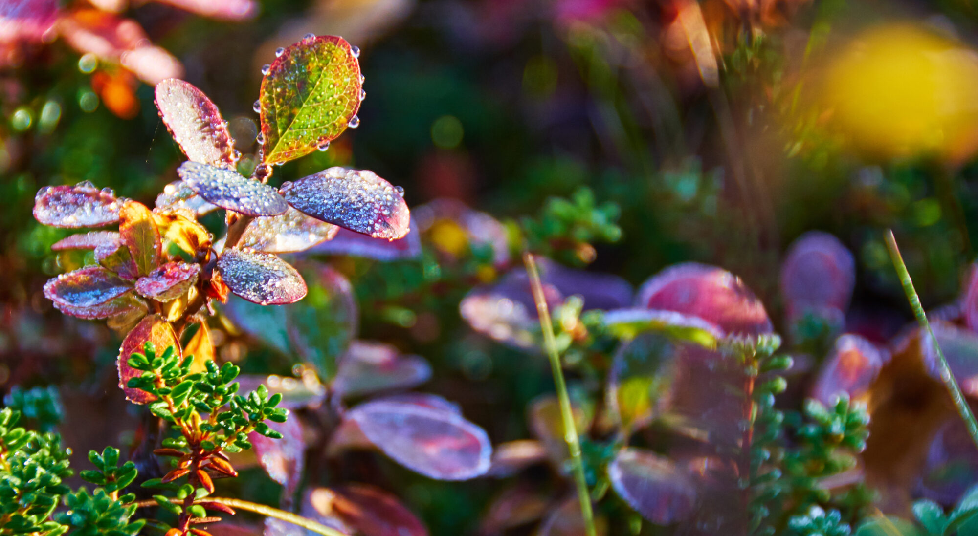 Valokuvaaja: Tarja Kouvo