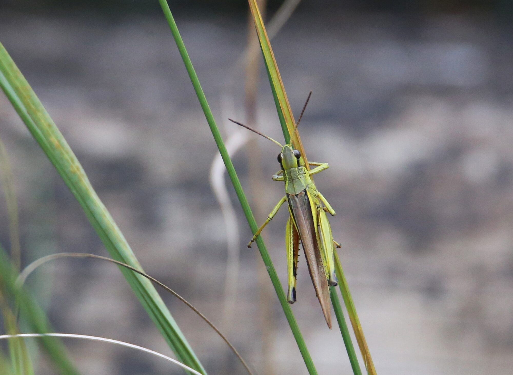 Valokuvaaja: Jaana Saarelainen