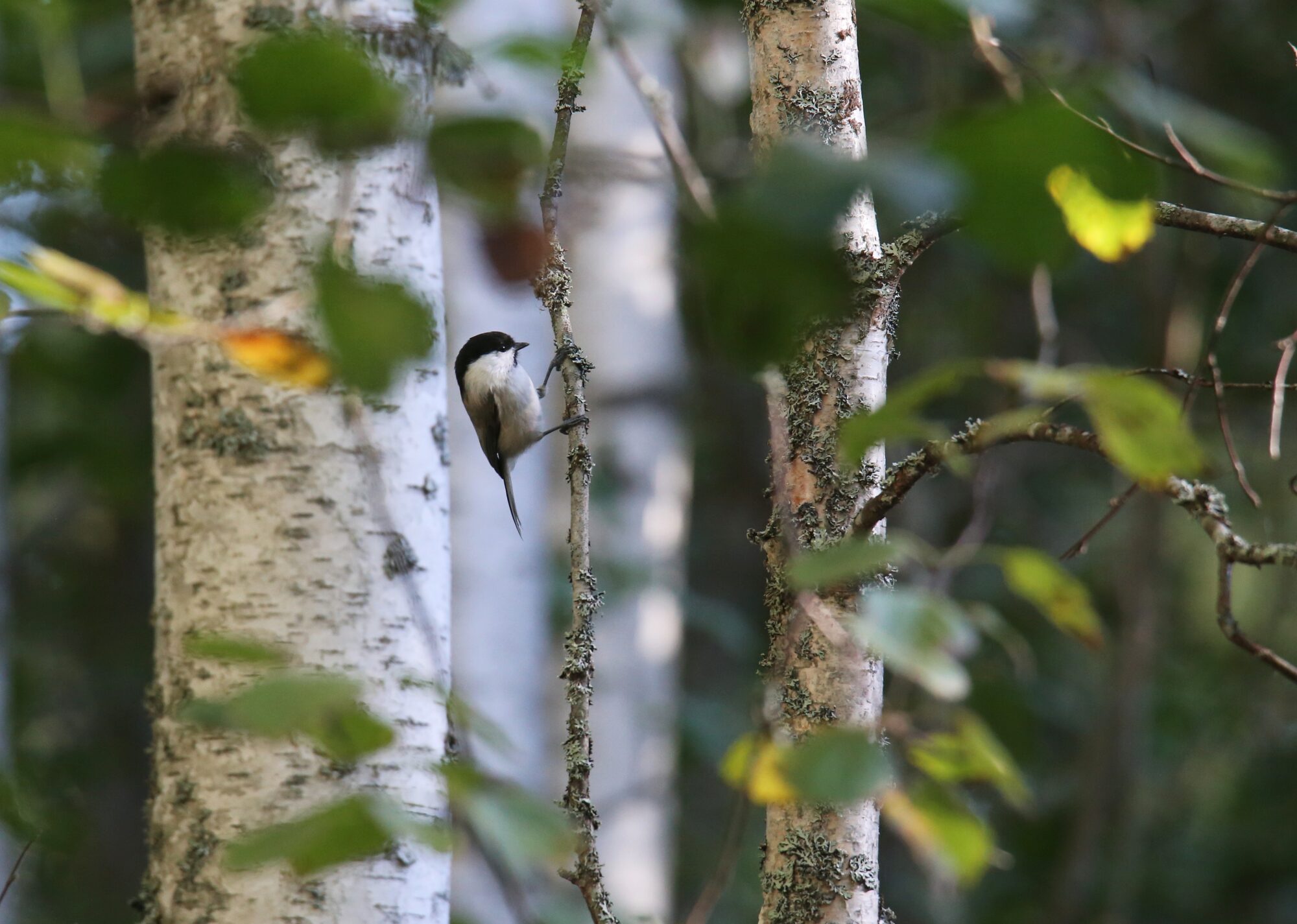 Valokuvaaja: Jaana Saarelainen