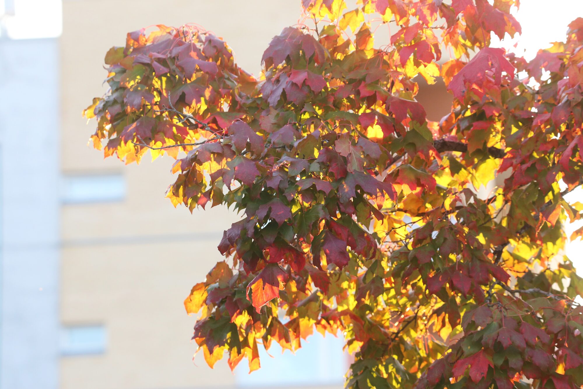 Valokuvaaja: Jaana Saarelainen
