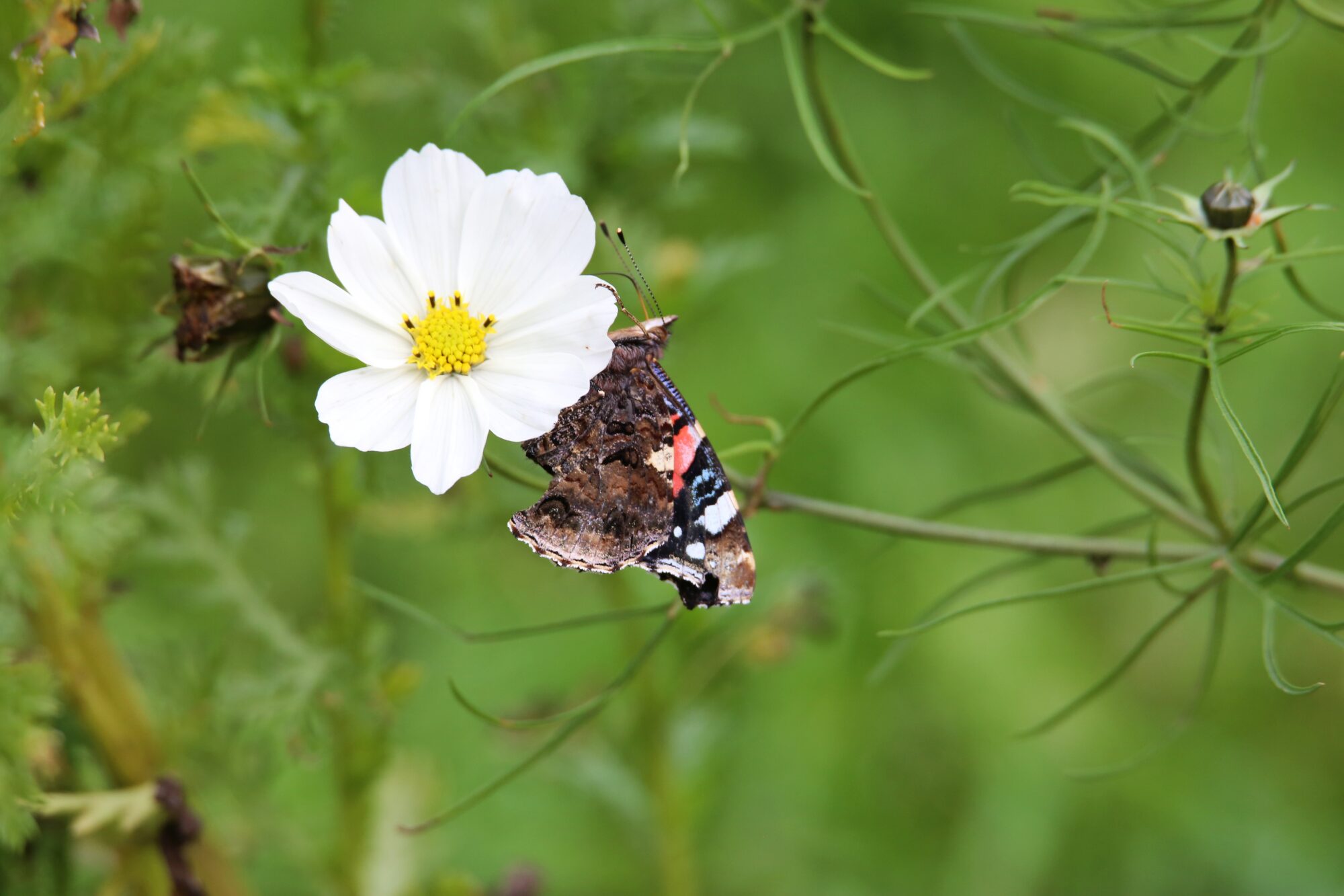 Valokuvaaja: Jaana Saarelainen