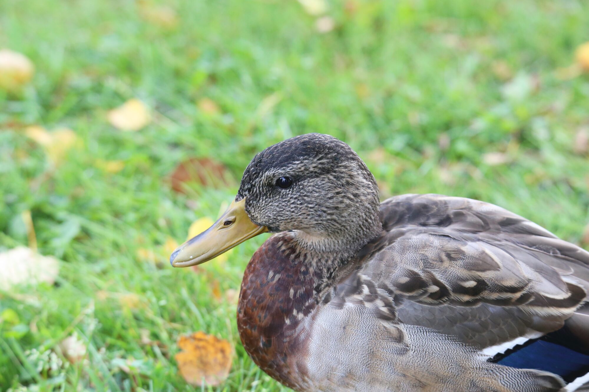 Valokuvaaja: Jaana Saarelainen