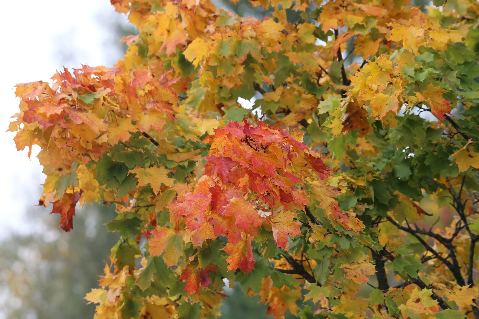 Valokuvaaja: Jaana Saarelainen