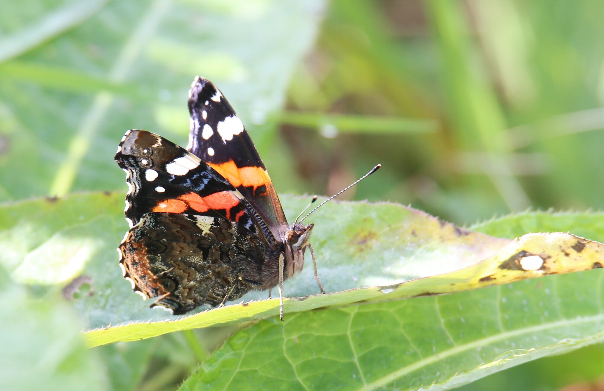 Valokuvaaja: Jaana Saarelainen