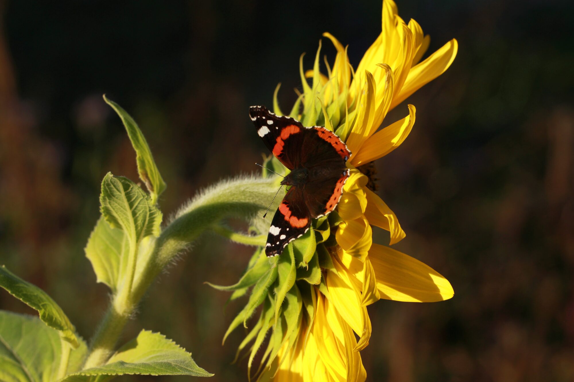 Valokuvaaja: Jaana Saarelainen