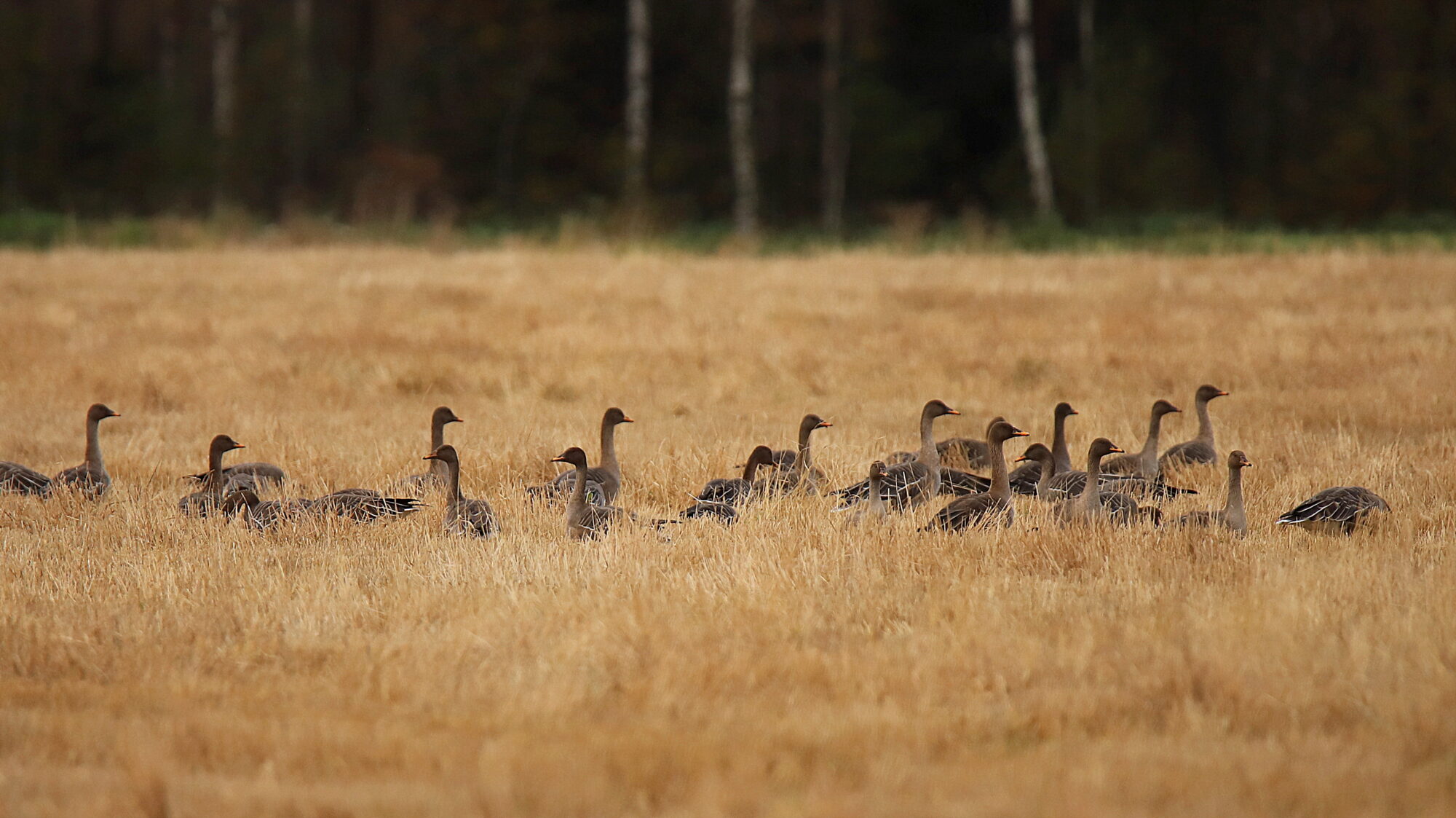 Valokuvaaja: sirpa Jyske