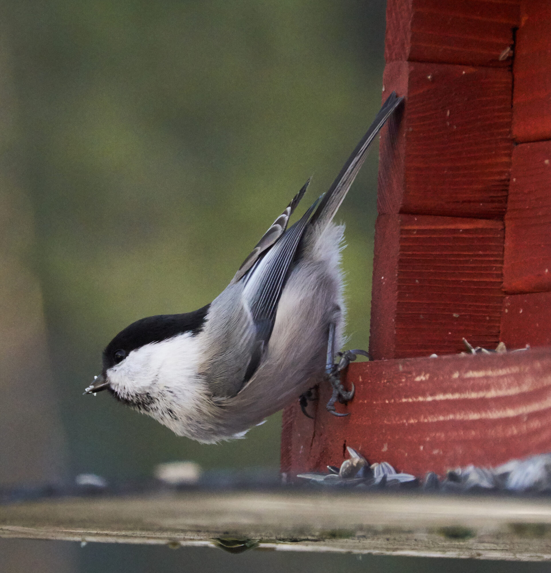 Valokuvaaja: Tarja Kouvo